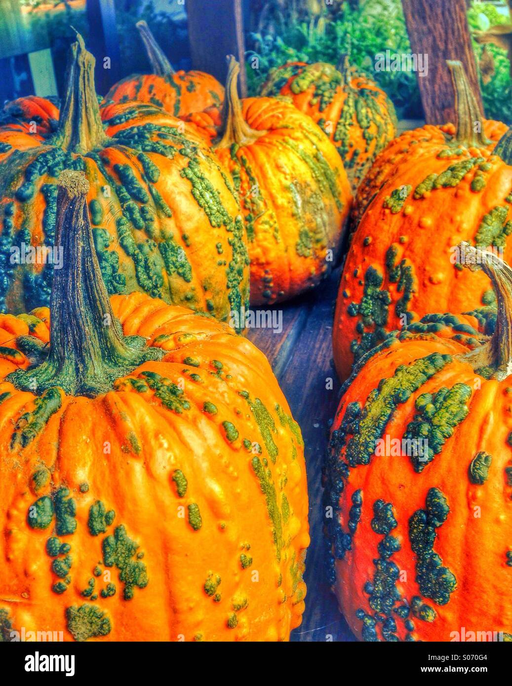 Citrouilles Banque D'Images