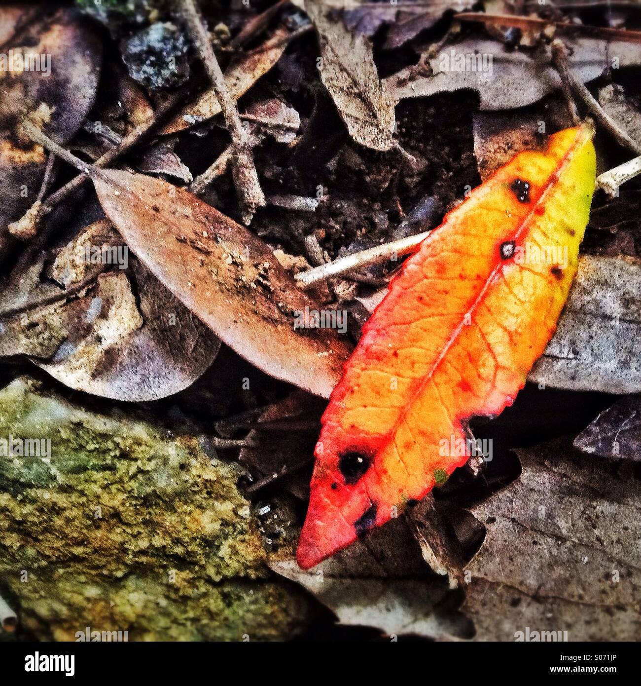 Feuille jaune dans la forêt - Image de stock capturée avec un smartphone