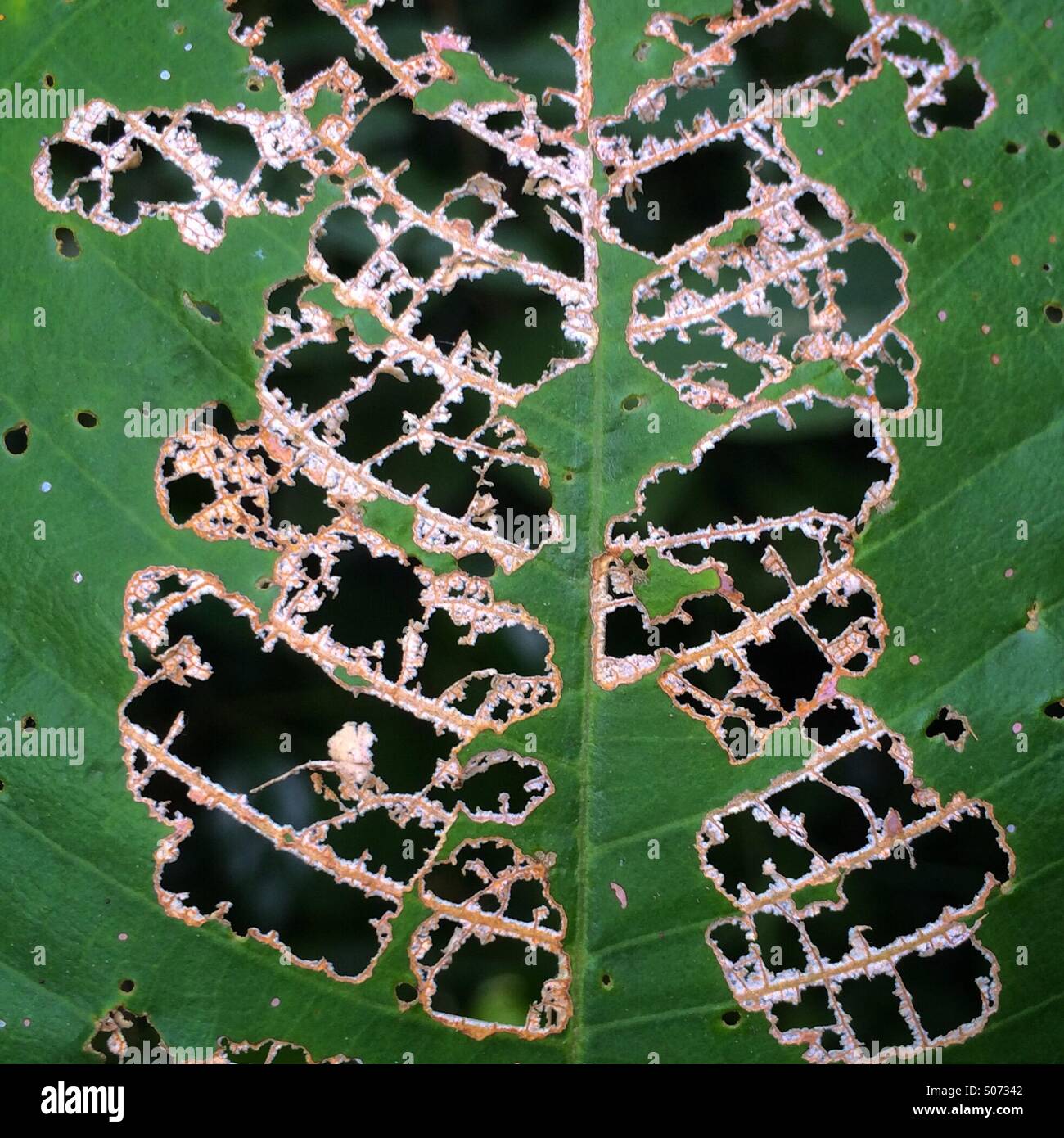 Jungle érode les feuilles, disséquée par les insectes, Belize Banque D'Images