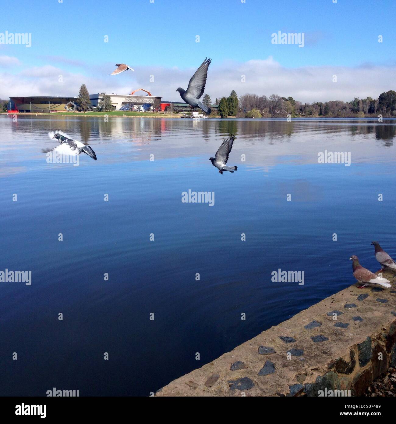 Les pigeons voler par le lac Burley Griffin à Canberra - Image de stock capturée avec un smartphone