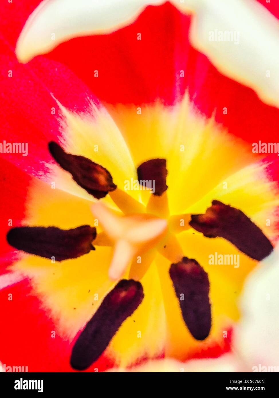 Close up of tulip stamen Banque D'Images
