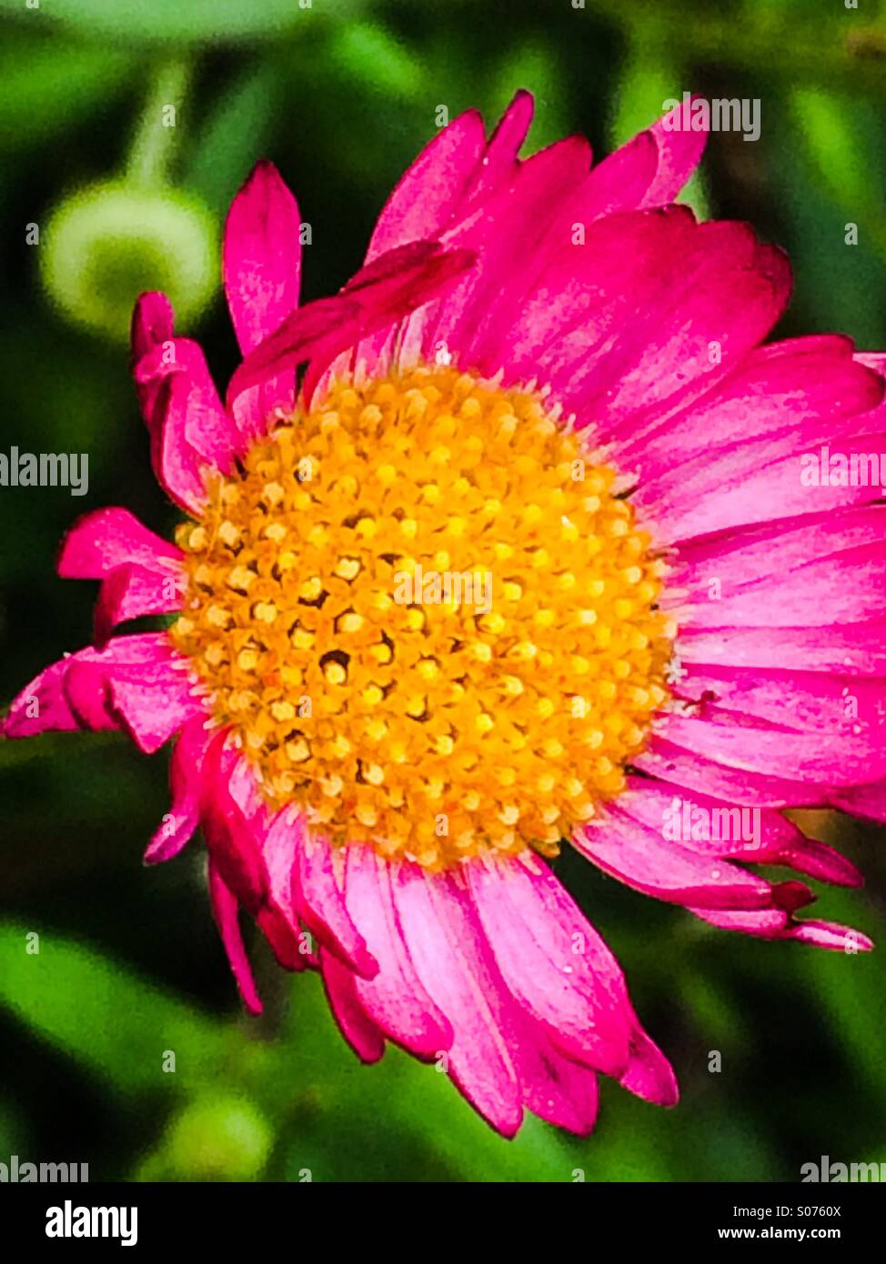 Close up of pink daisy Banque D'Images