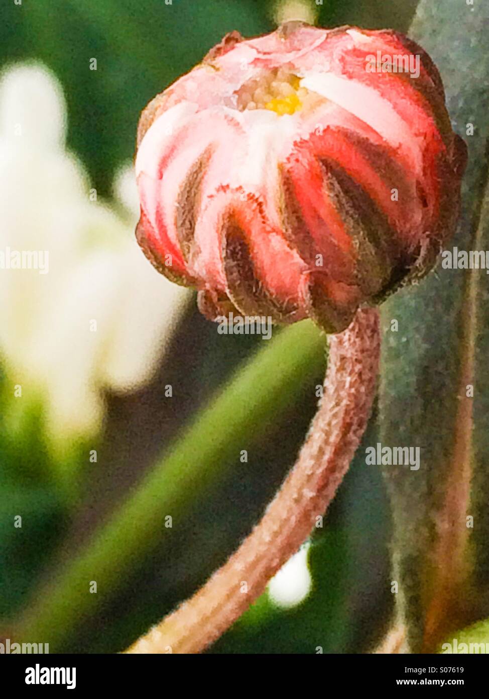 Close up of daisy bud Banque D'Images