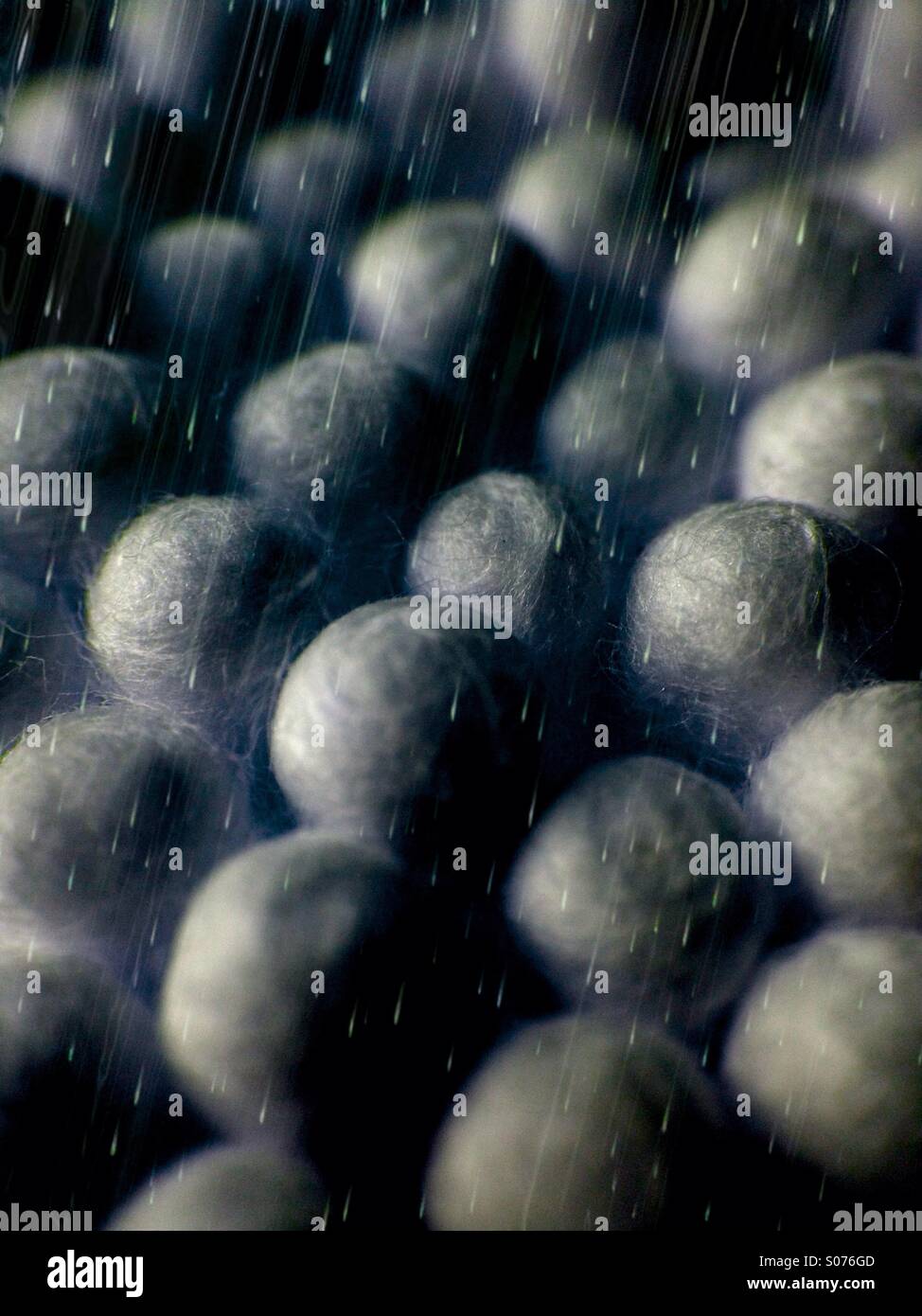 Close up of cotton buds Banque D'Images