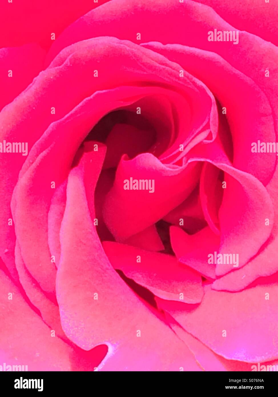 Rose rose close up Banque D'Images