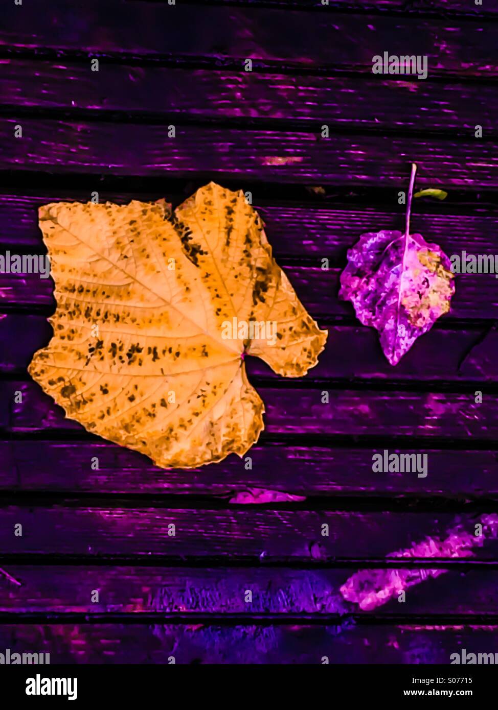 Feuilles sur une terrasse en bois Banque D'Images