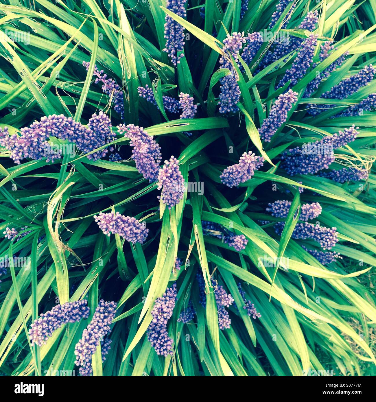 Point de vue de dessus des brins d'herbe verte avec type lilas pourpre fowers Banque D'Images