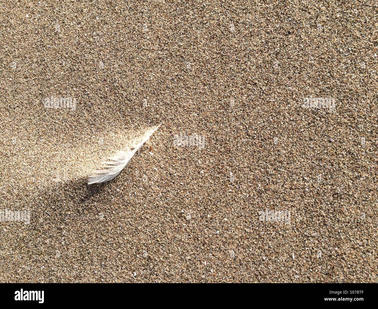 Plume dans le sable Banque D'Images