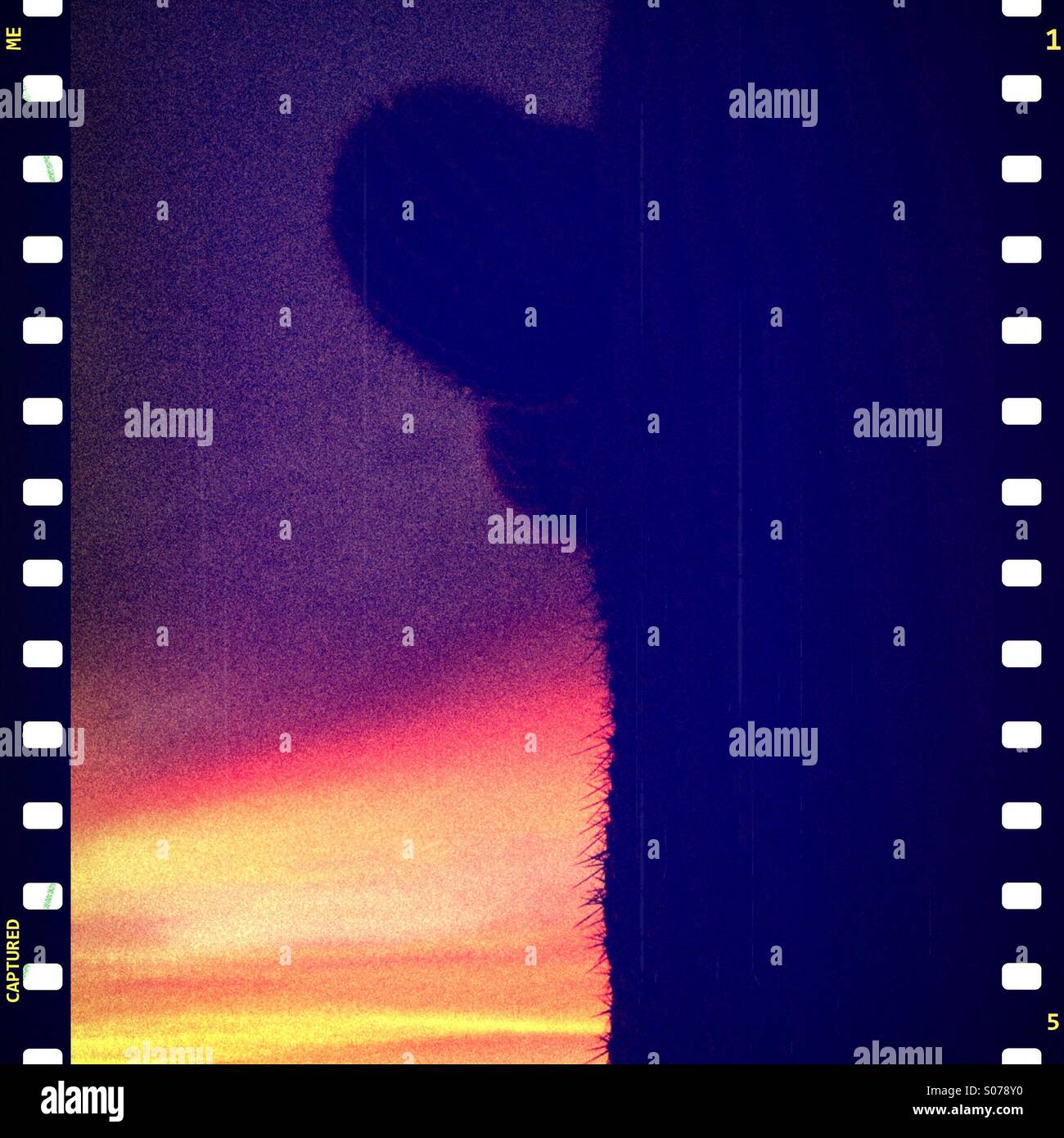 Un instantané du désert de Sonoran, Tucson, Arizona, USA. Banque D'Images