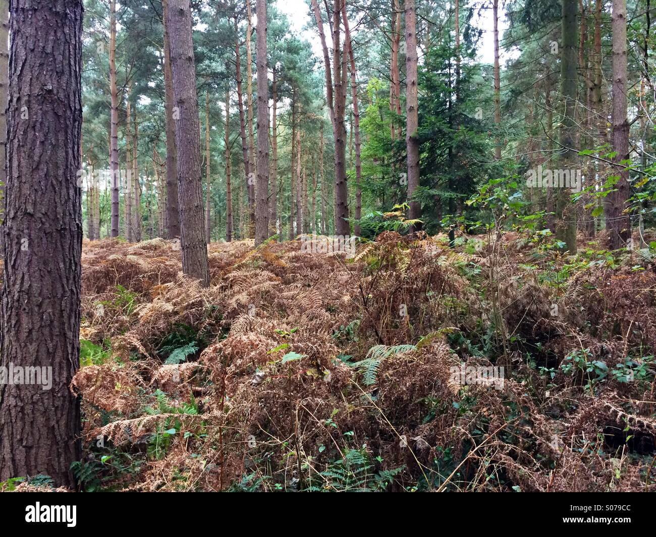 Les arbres forestiers d'un tapis de fougères fougères. - Image de stock capturée avec un smartphone