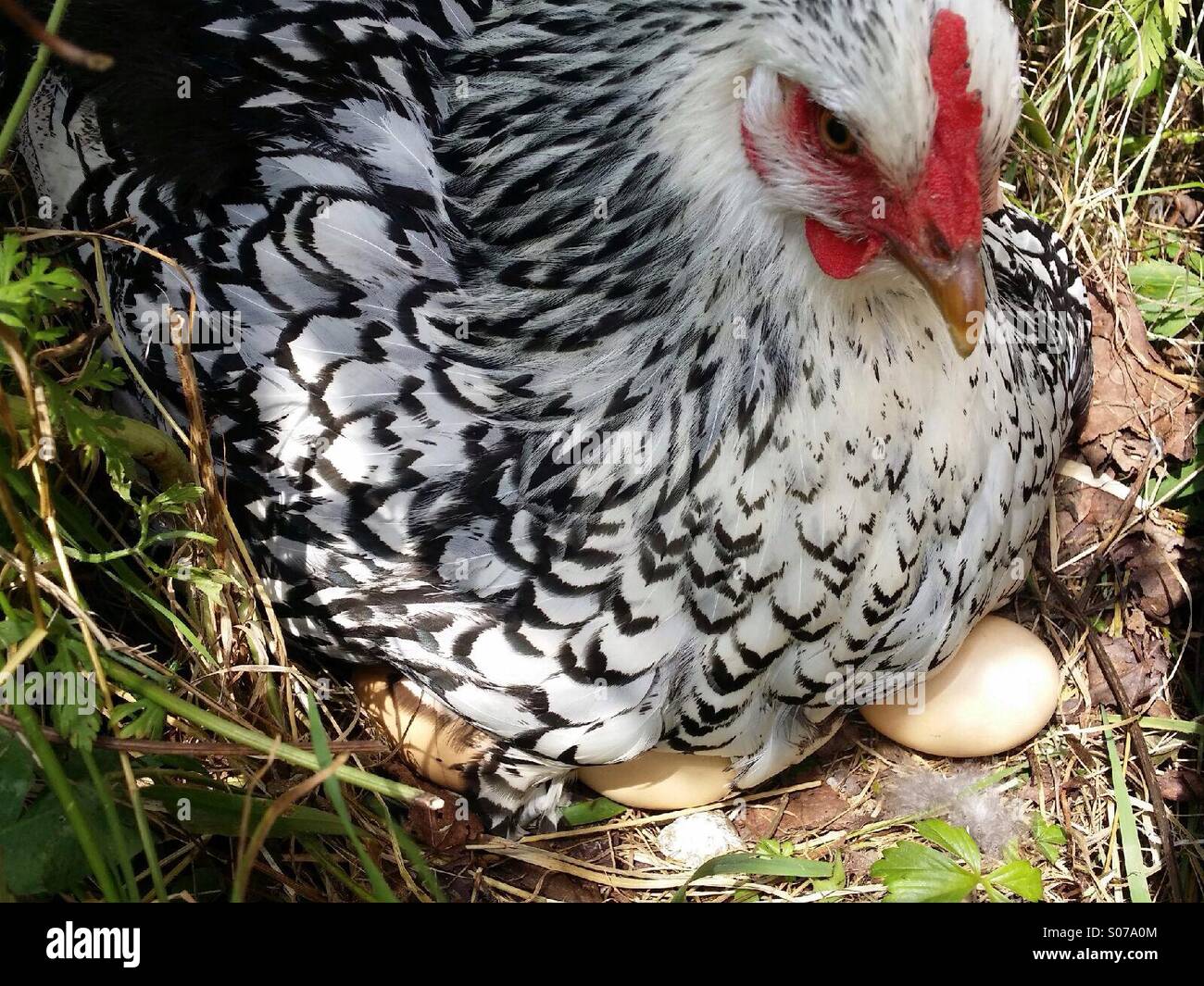 Poule Cochin couvant leurs œufs dans l'herbe - Image de stock capturée avec un smartphone