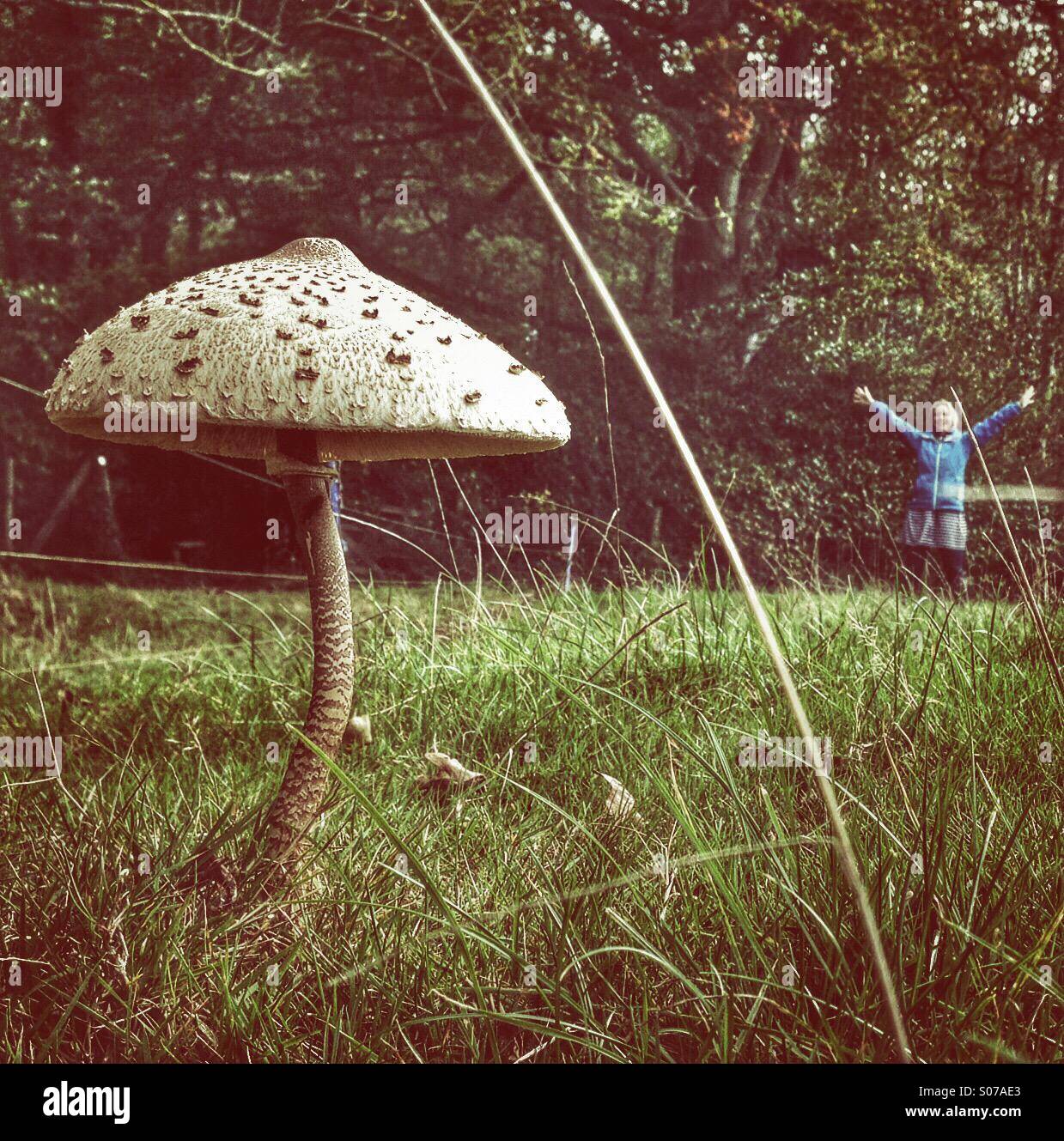 Champignon géant Banque D'Images