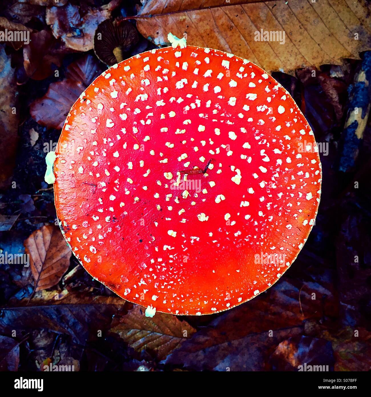 Amanita muscaria ou champignons Agaric Fly Banque D'Images