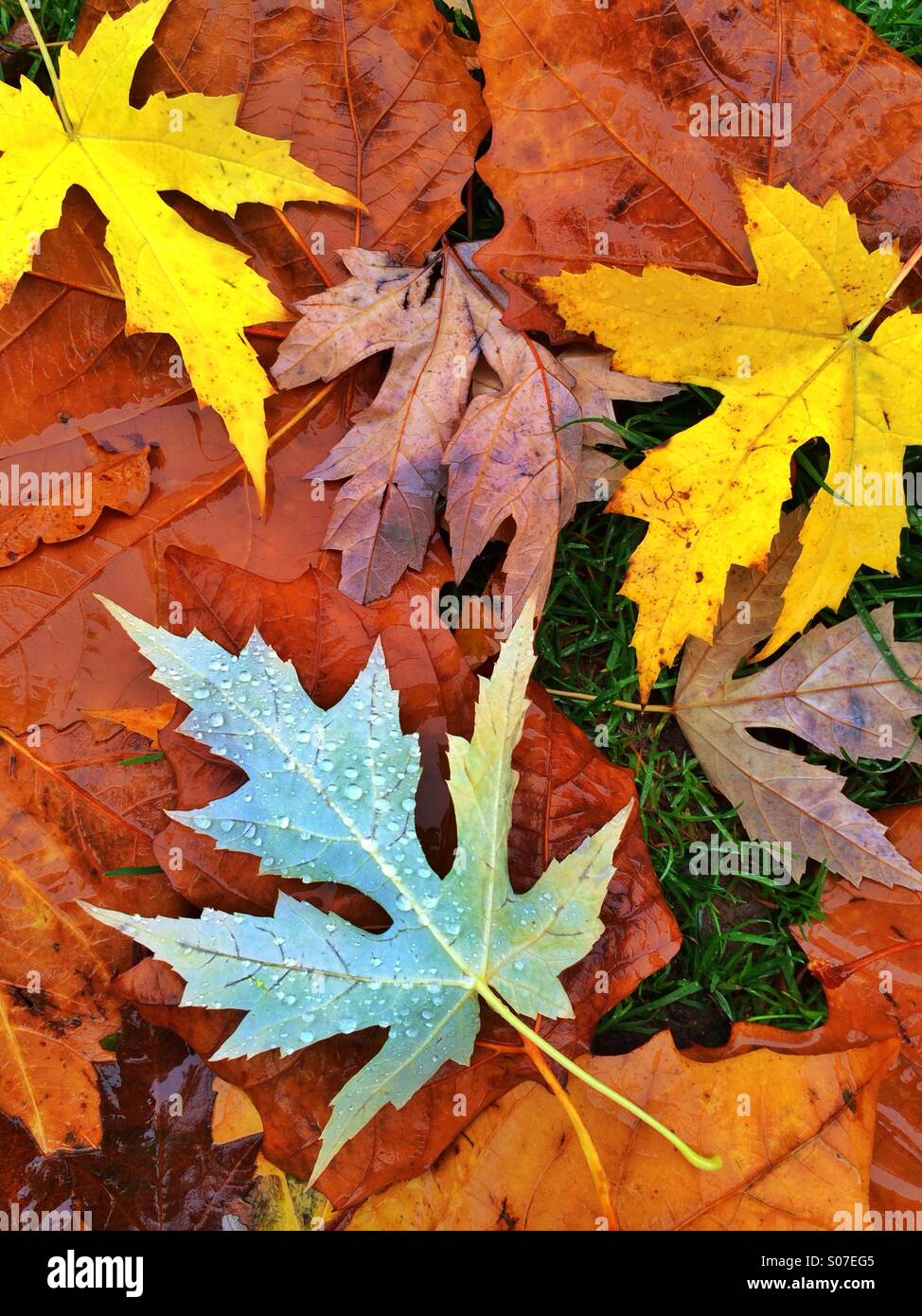 Des gouttelettes de pluie sur les feuilles d'automne Banque D'Images