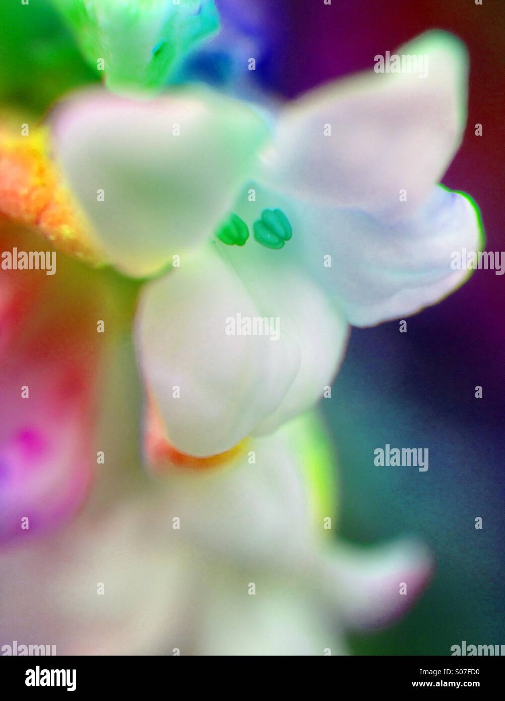 Effet arc-en-ciel sur un viburnum flower Banque D'Images