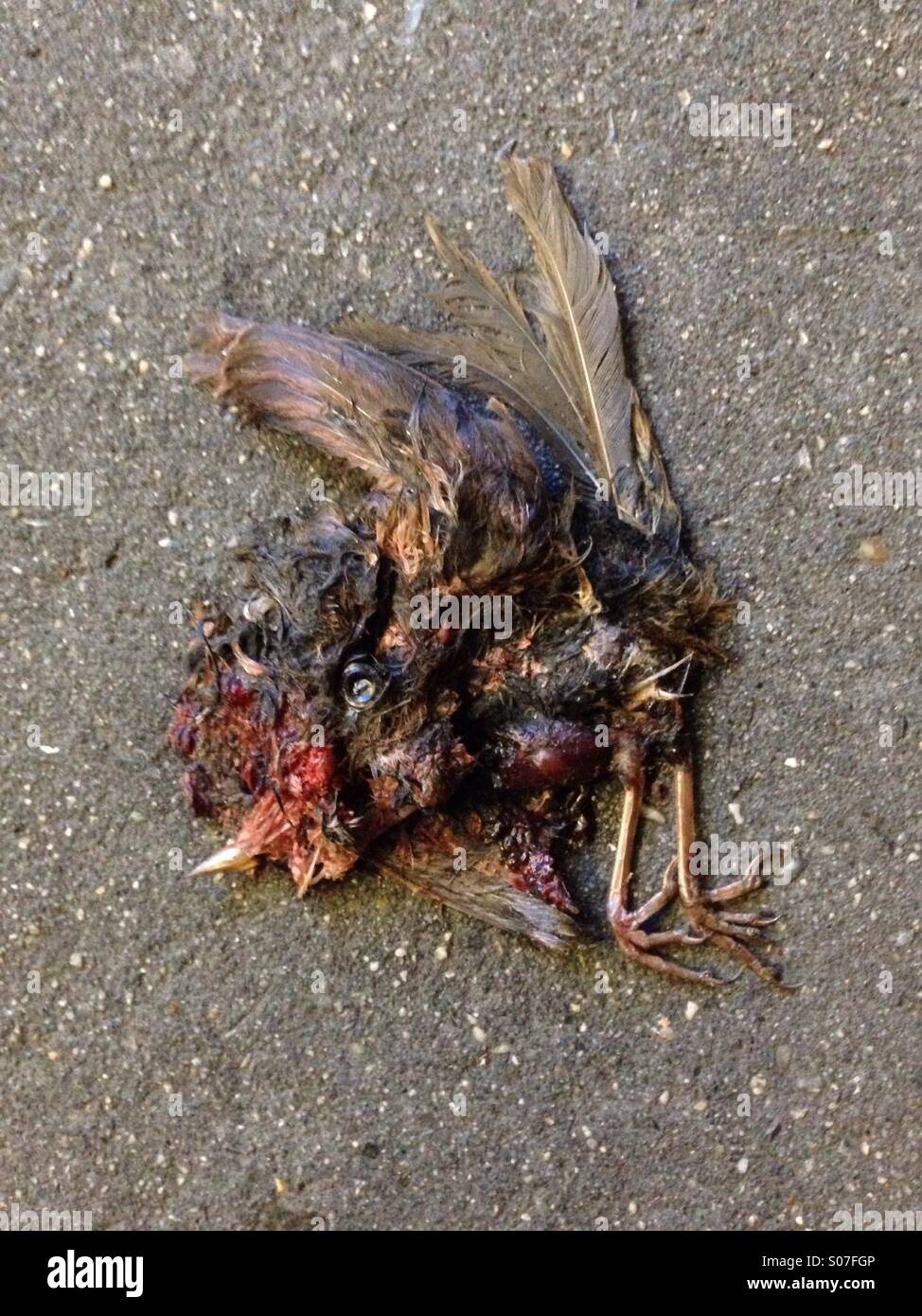 Road tuer oiseau mort sur la route - Image de stock capturée avec un smartphone