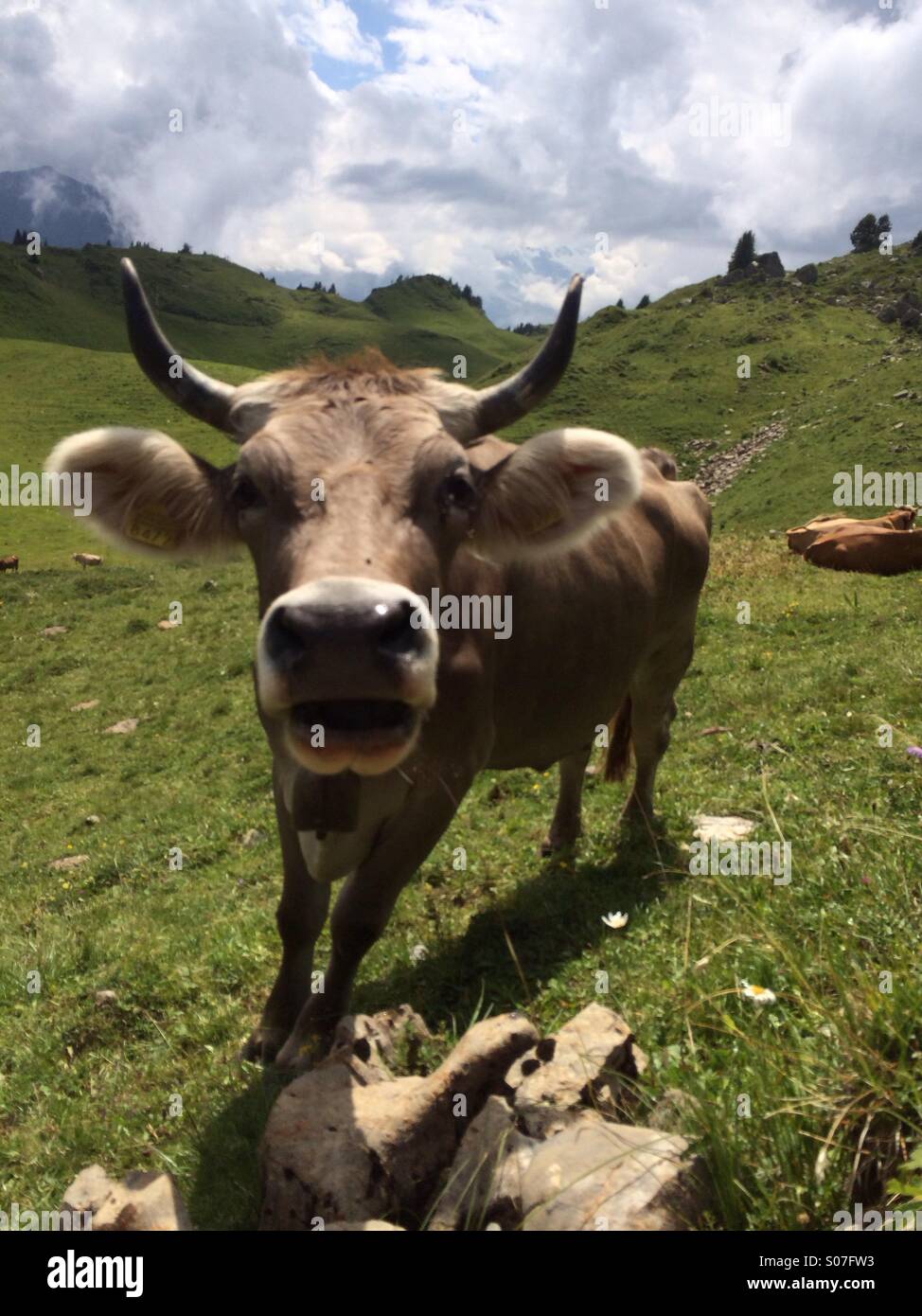 Vache dans les pâturages de montagne suisse Banque D'Images