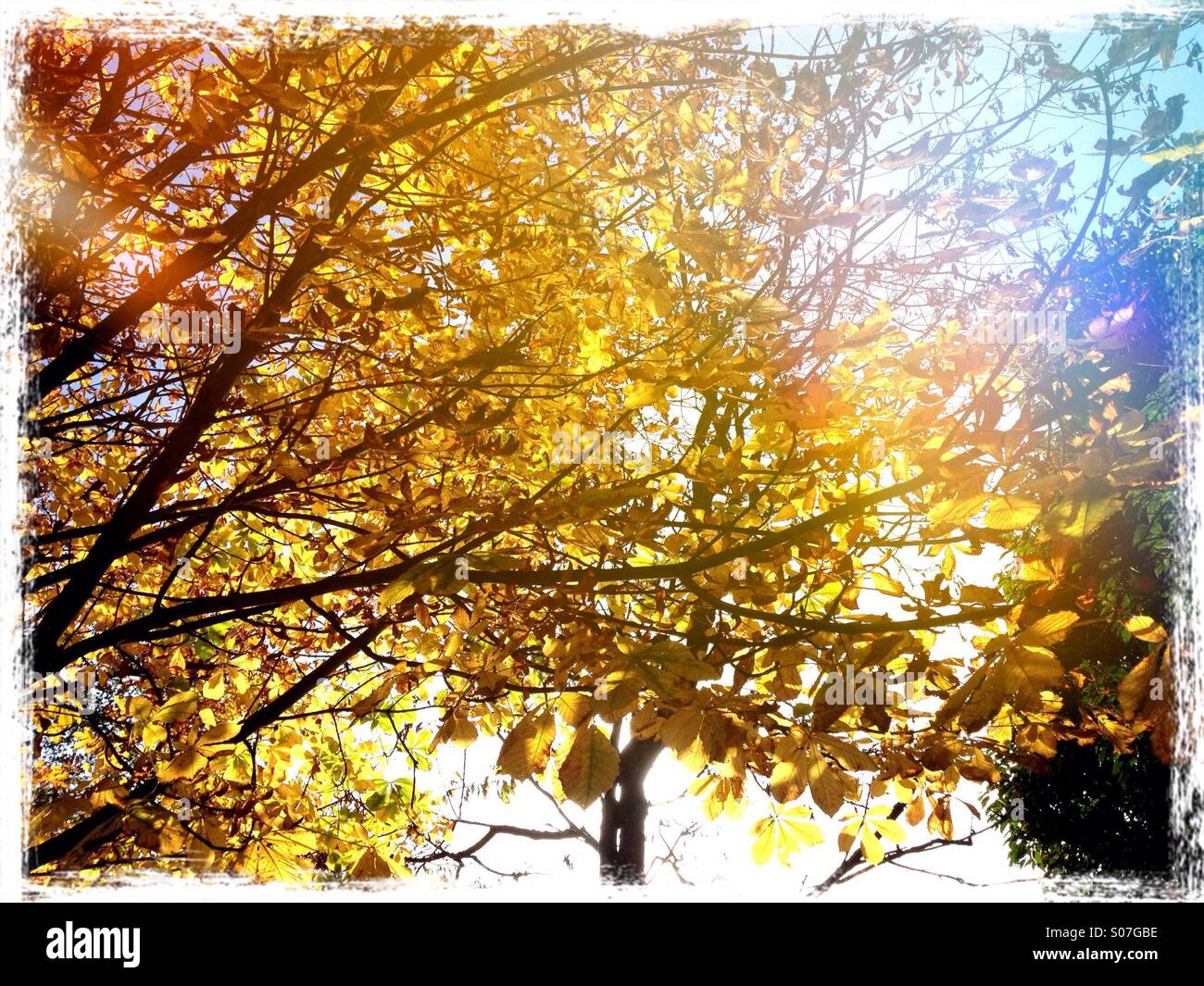 Couleurs d'automne à cheval châtaignier rétroéclairé Banque D'Images