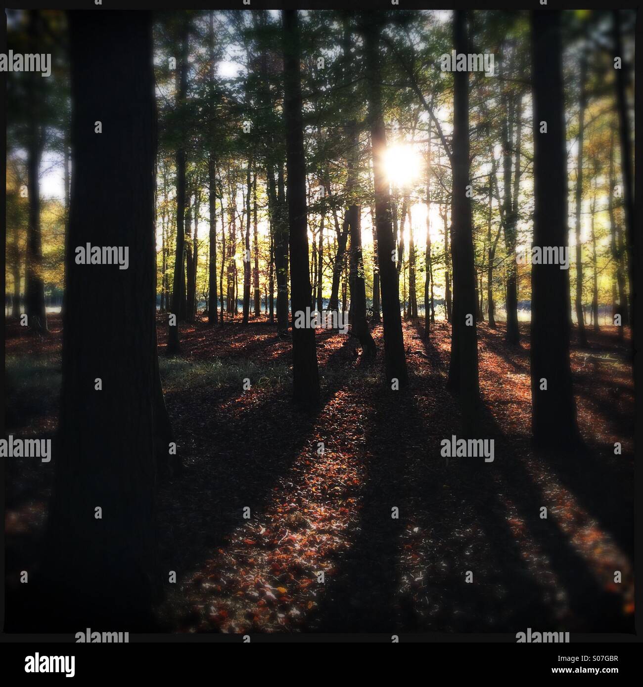 La lumière du soleil du soir grâce à la diffusion en continu des forêts de hêtre Banque D'Images