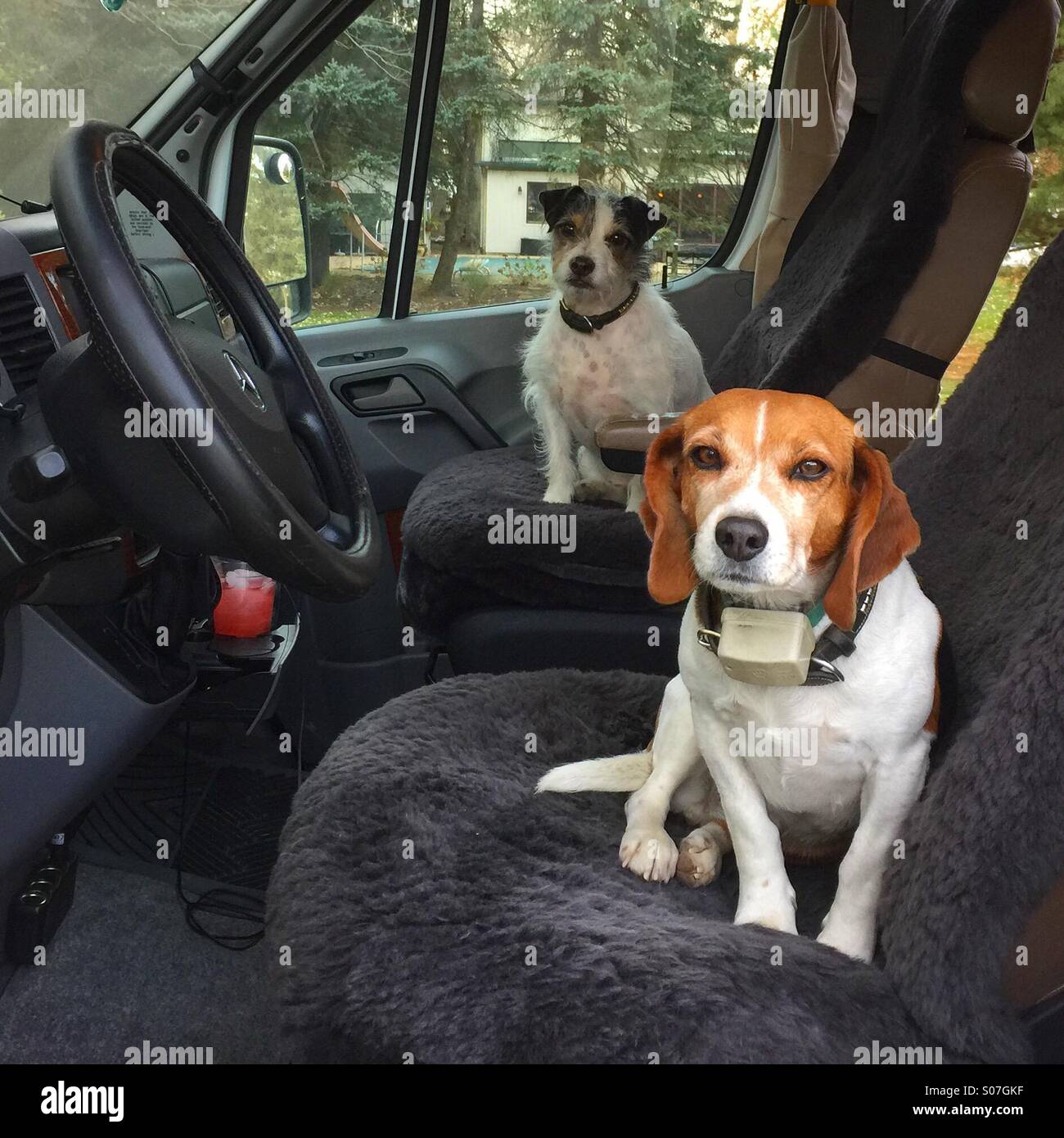 beagle driver