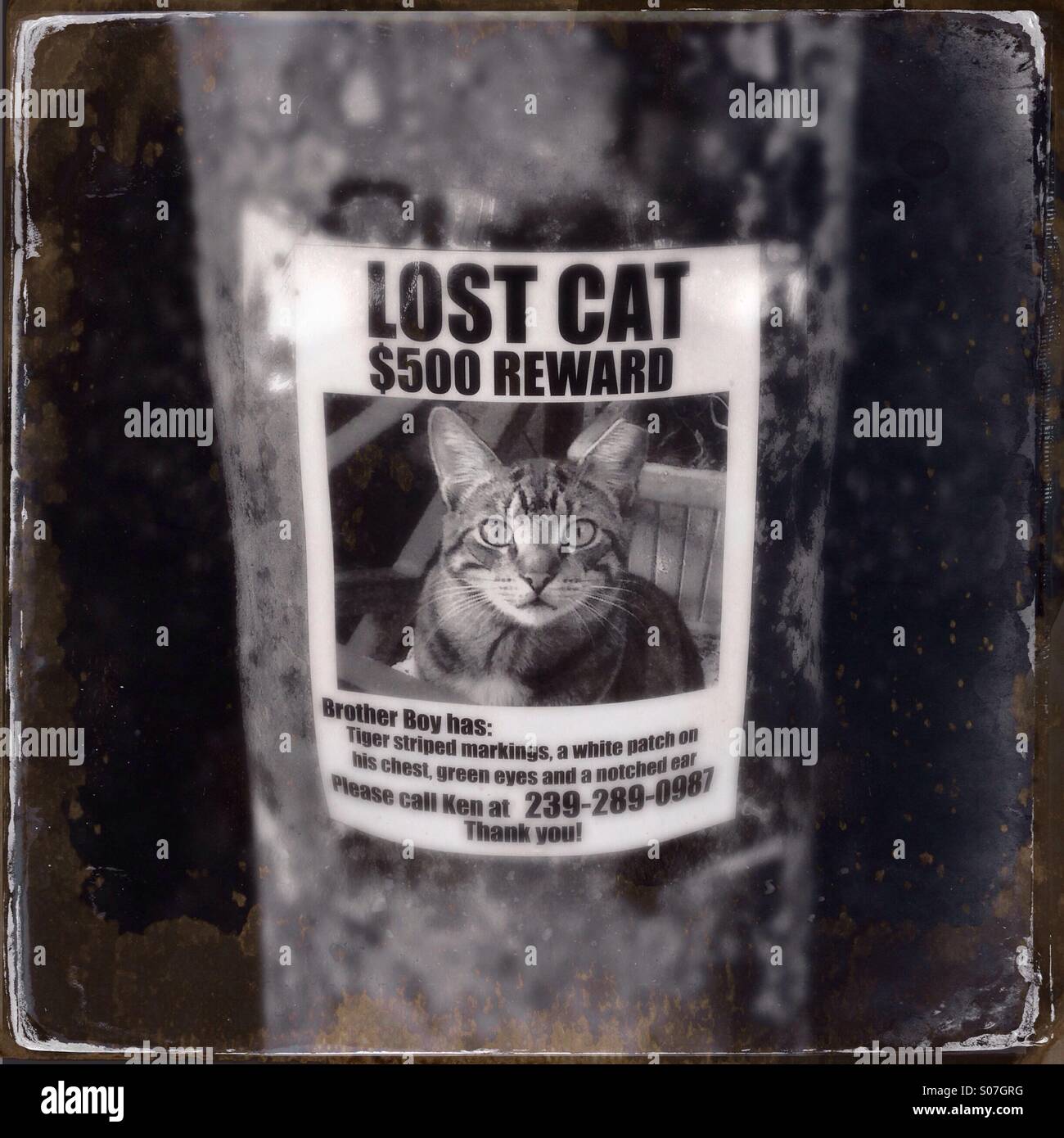 Un chat perdu signe. Affiche, flyer Banque D'Images