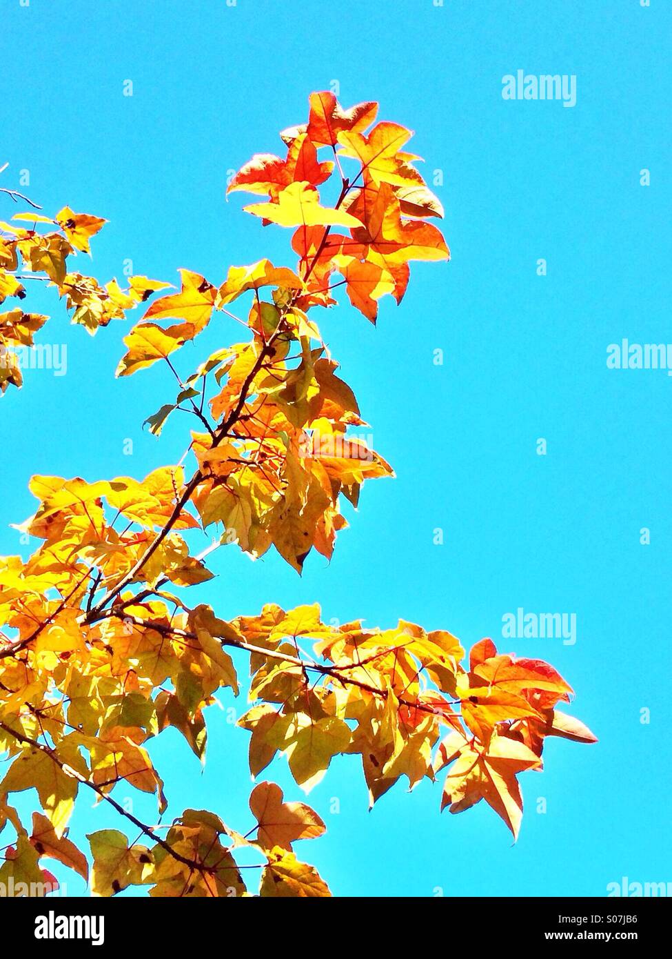 Les feuilles d'automne orange jaune Banque D'Images