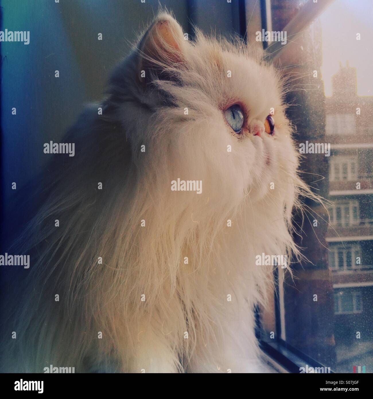Cute cat persan blanc à l'extérieur de la fenêtre Banque D'Images