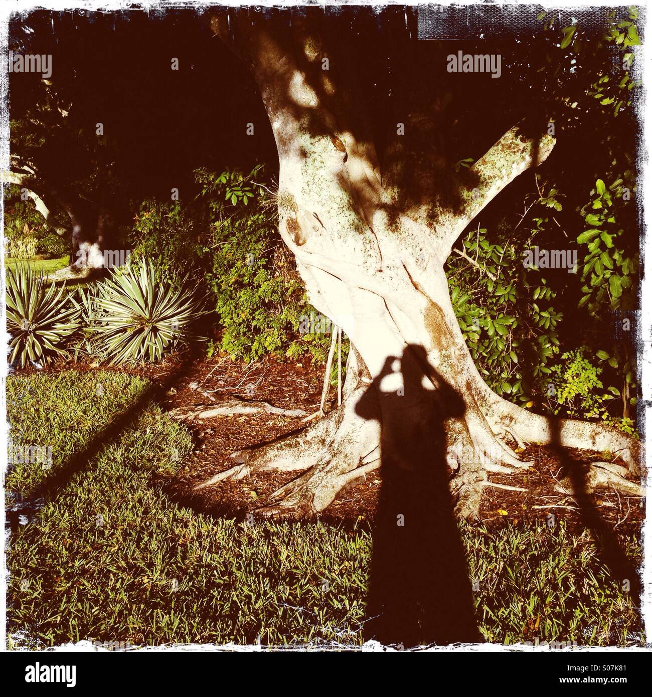 Ombre de man taking self portrait avec arbre tropical Banque D'Images