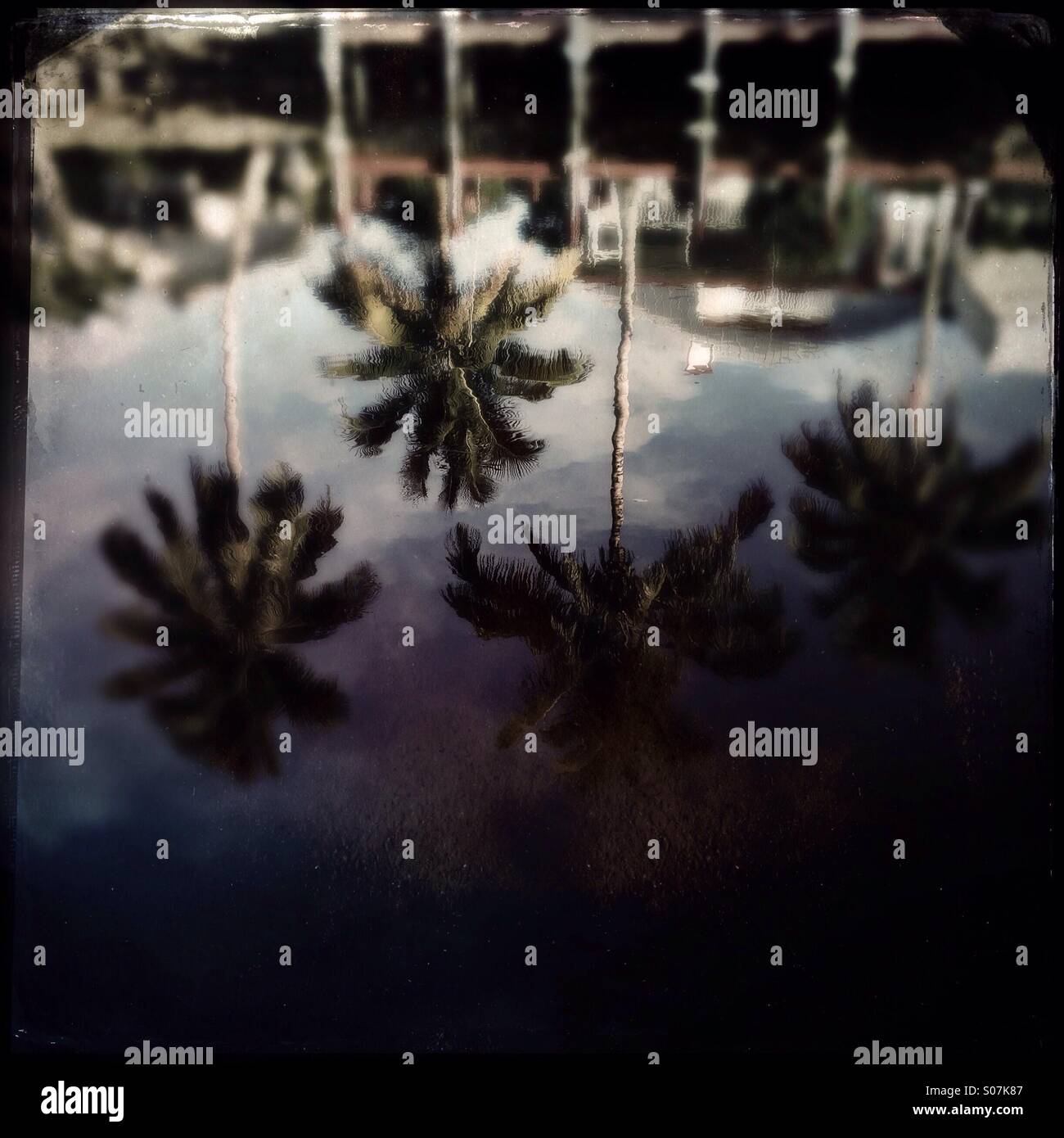 Réflexions de palmiers en eau calme, en Floride Banque D'Images