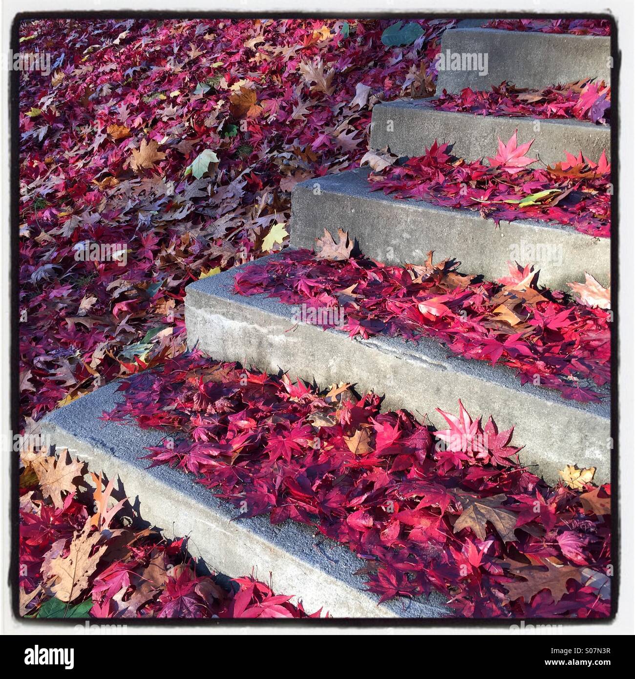 Feuilles d'automne tombées sur les mesures, le 18 novembre 2014, © Katharine Andriotis Banque D'Images