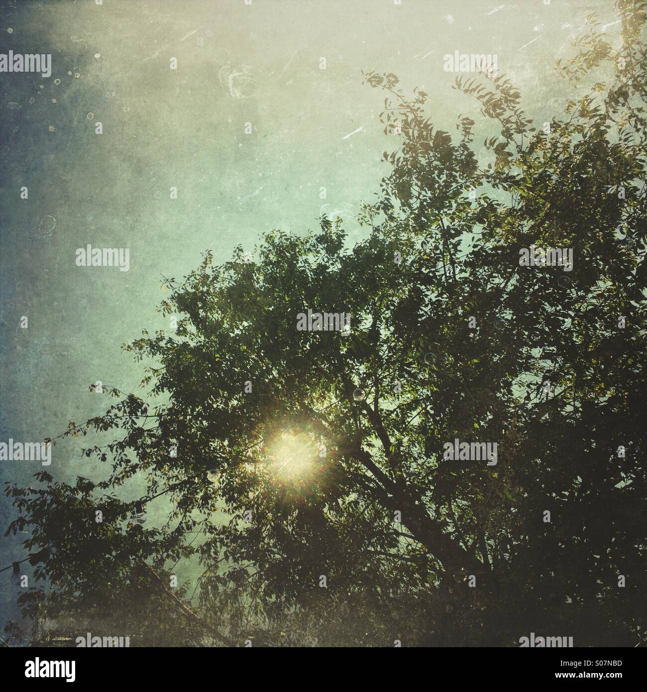 Soleil à travers les arbres sur une journée nuageuse. Banque D'Images