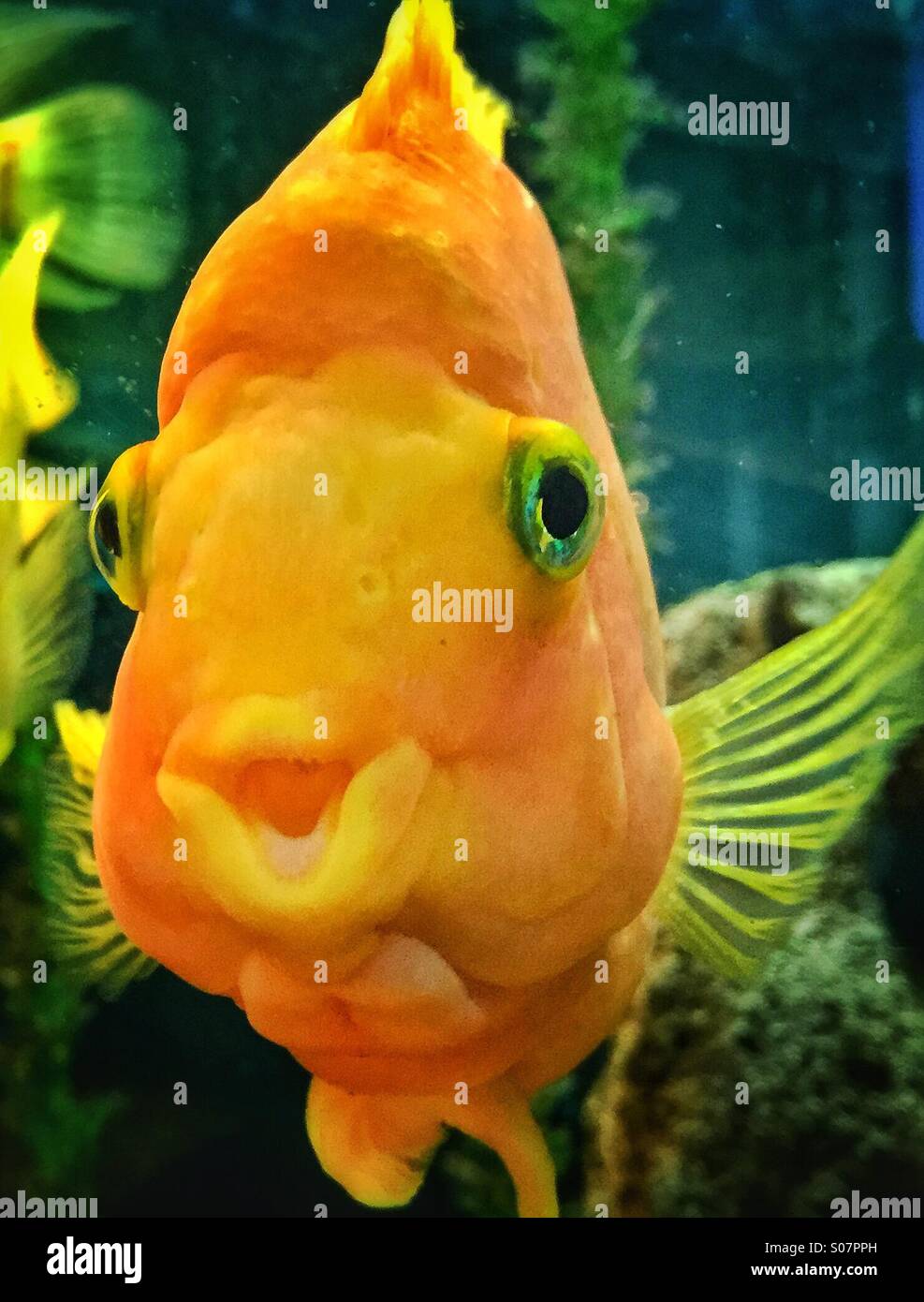 Poissons tropicaux d'or dans l'aquarium avec la bouche ouverte et à tout droit. Banque D'Images