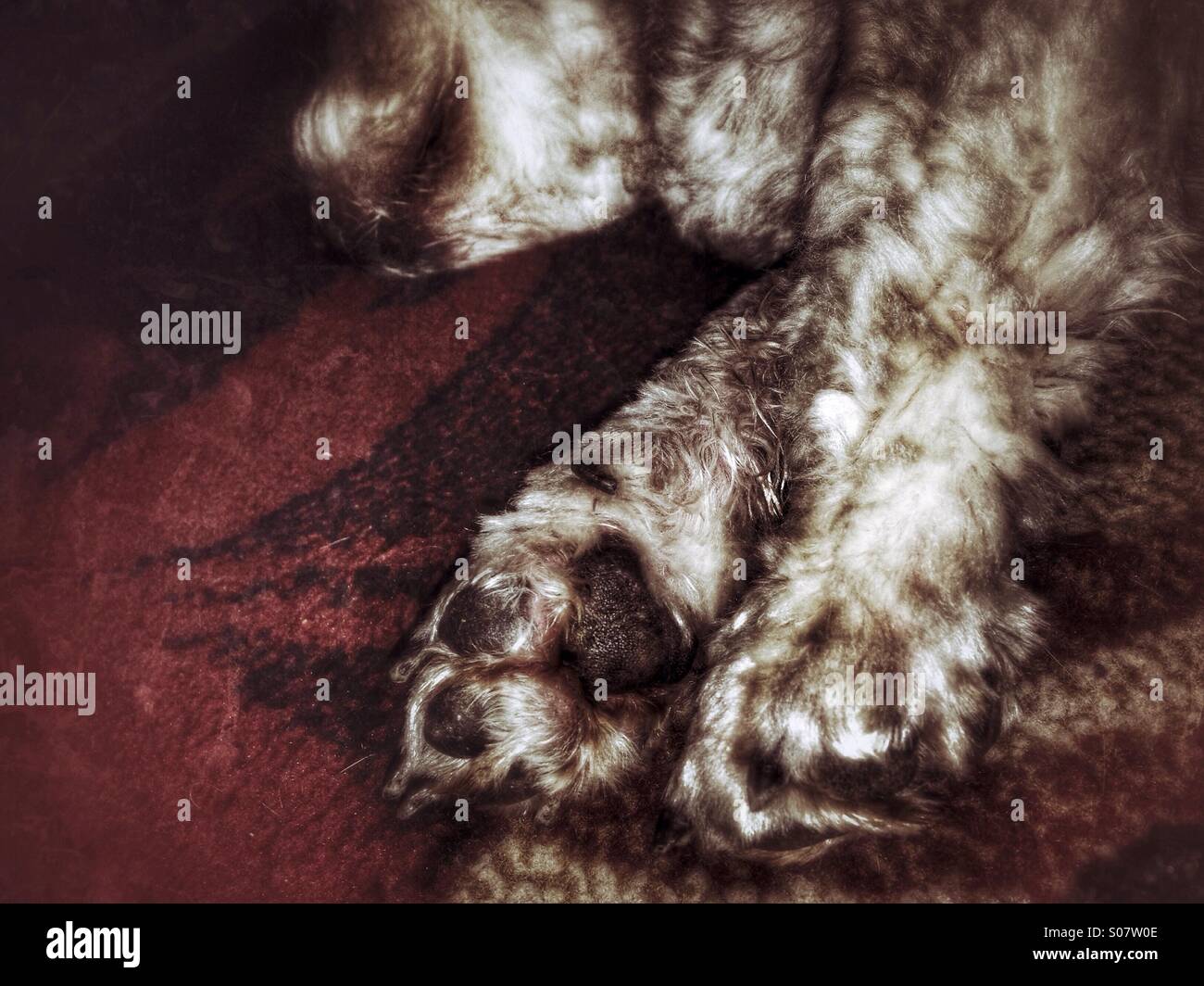 Un chien dans une position de sommeil confortable. Banque D'Images