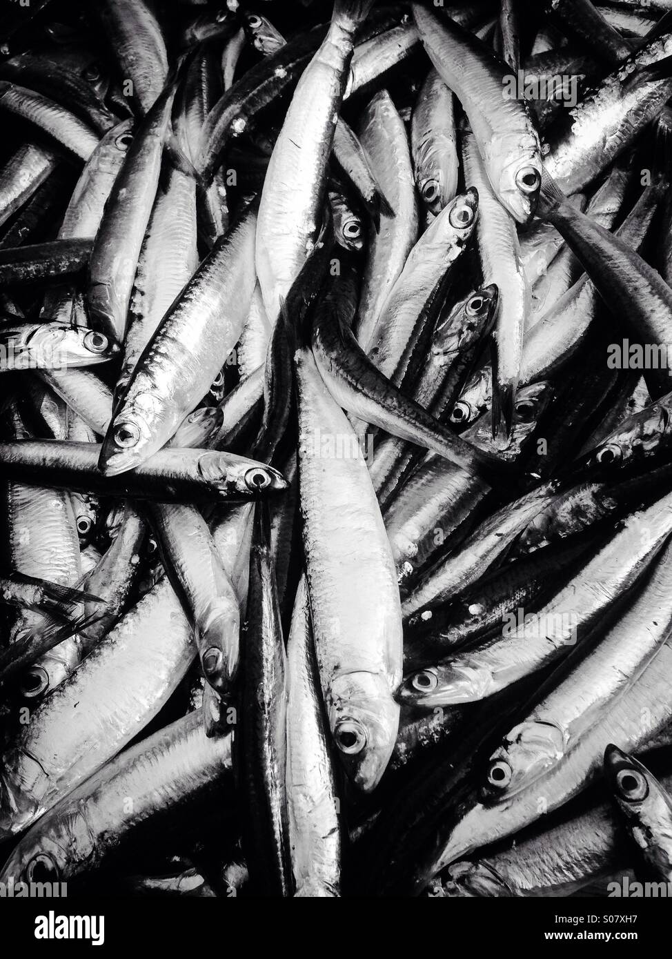 Les anchois et les sardines poisson en noir et blanc Banque D'Images
