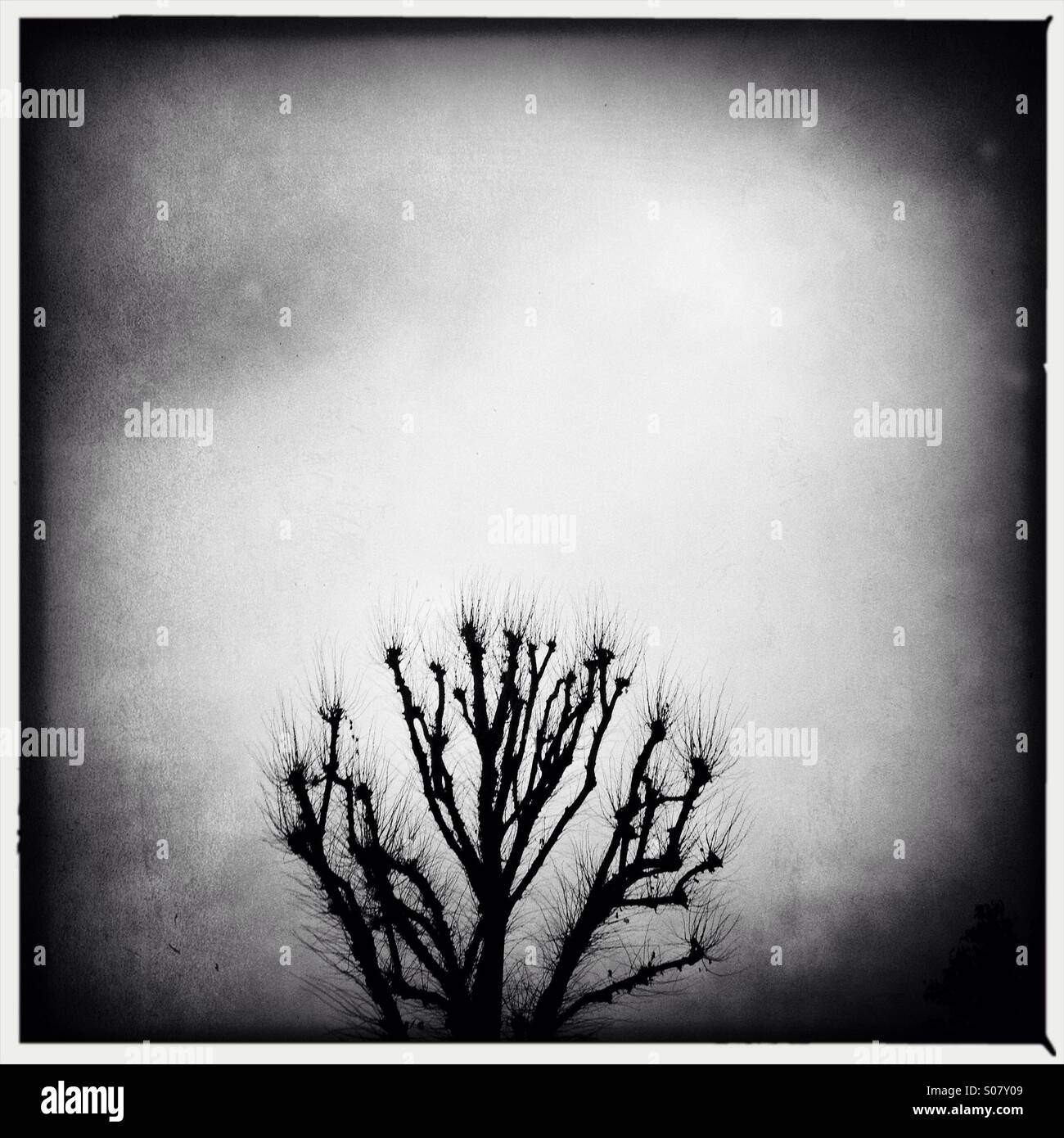 Silhouette d'image d'un arbre sur un jour d'hiver en fonte Banque D'Images