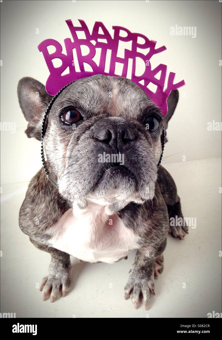 Un Vieux Bouledogue Francais Portant Un Diademe D Anniversaire Photo Stock Alamy