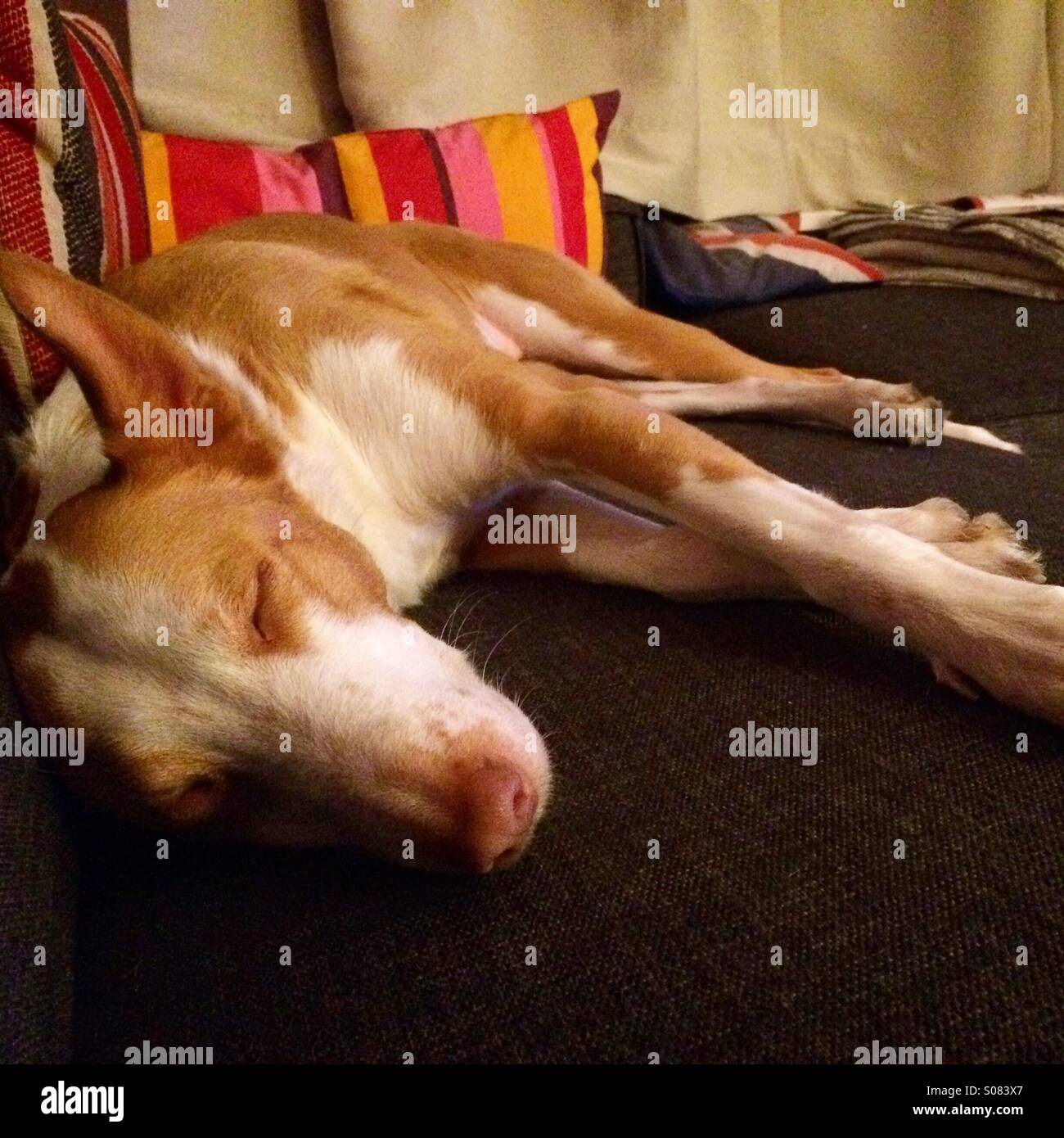Le Podenco Sleeps Tonight. Banque D'Images