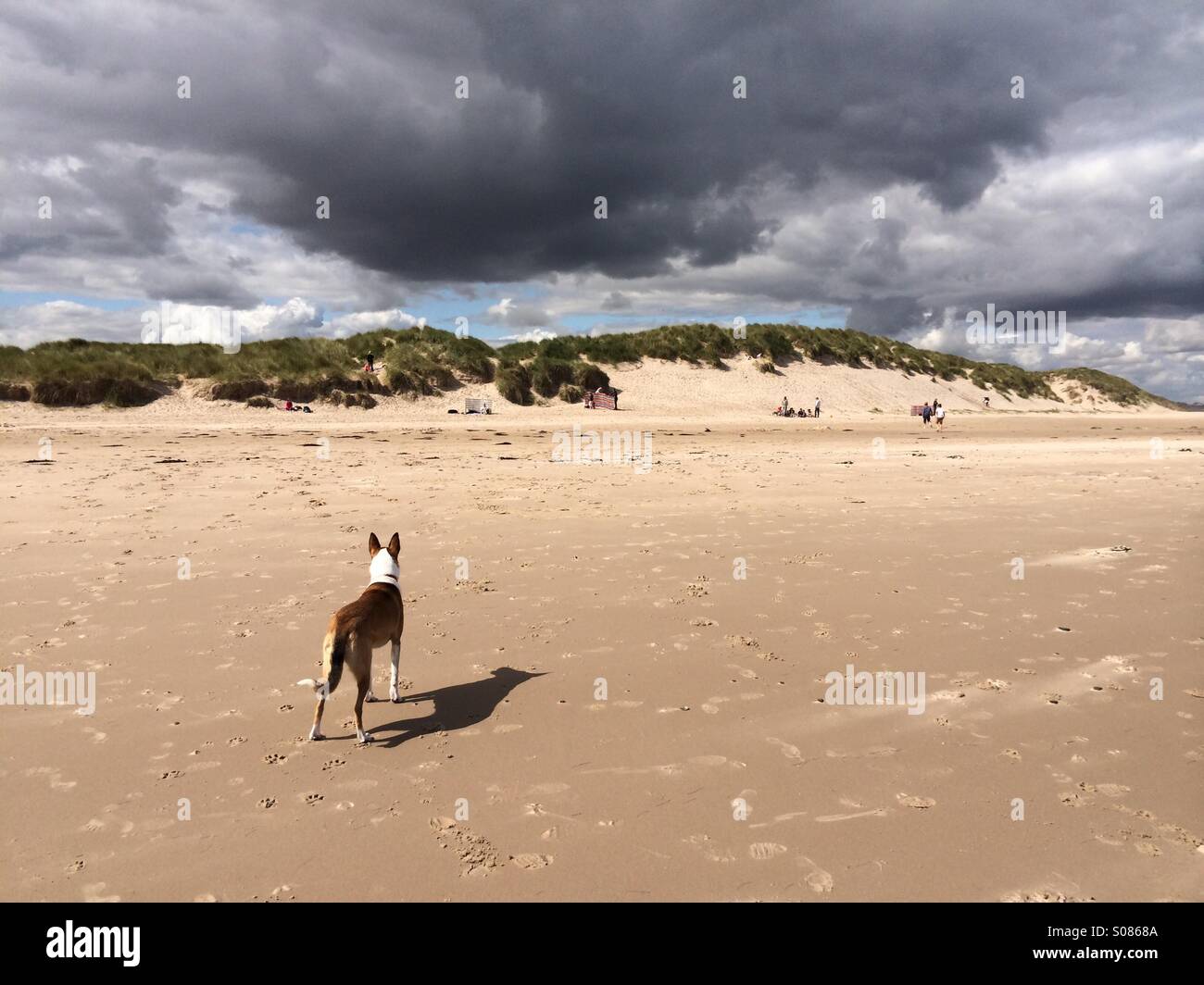 Promenade de chiens sur une plage de Northumbrie Banque D'Images