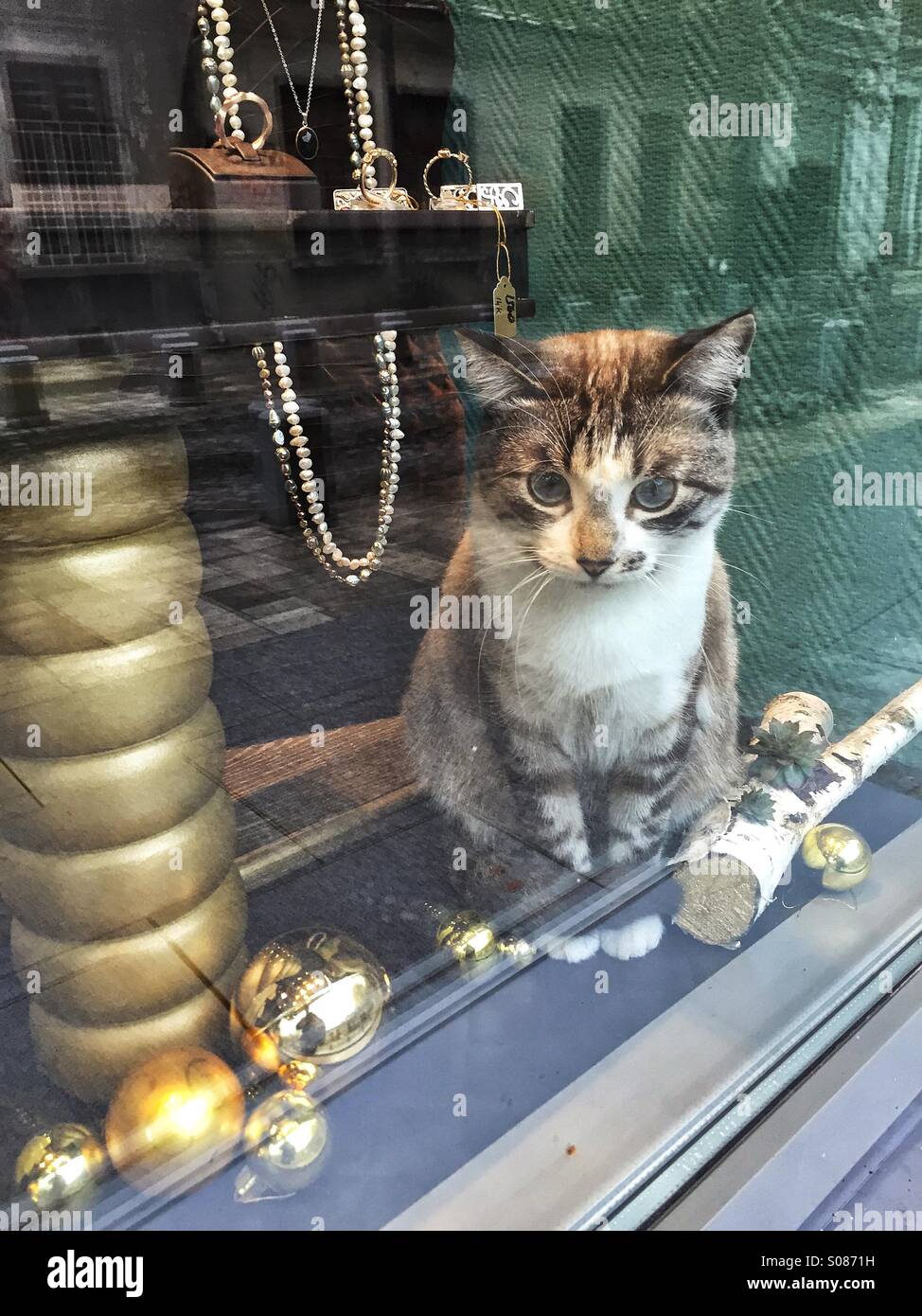 Chat dans une vitrine de bijoux Banque D'Images