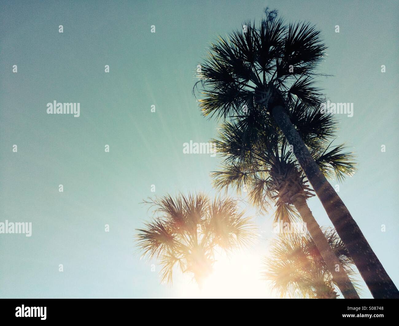 Palmiers, soleil et ciel bleu en Floride, USA. Banque D'Images