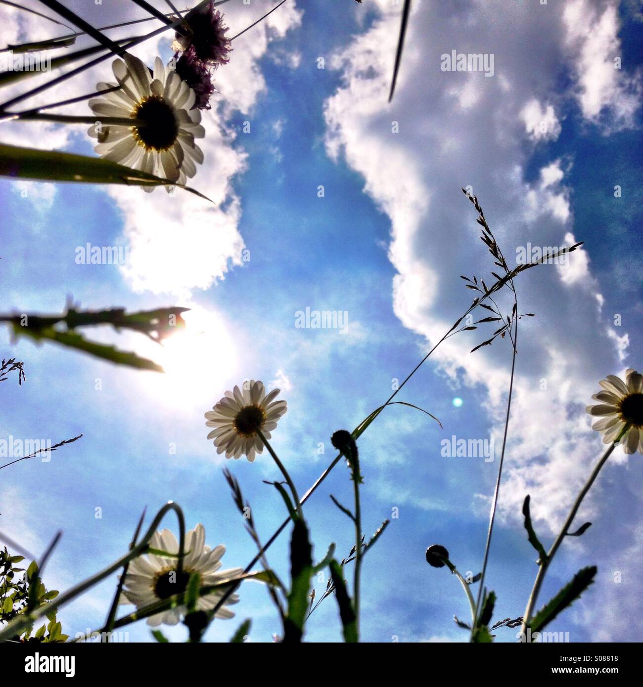 Les marguerites au soleil Banque D'Images