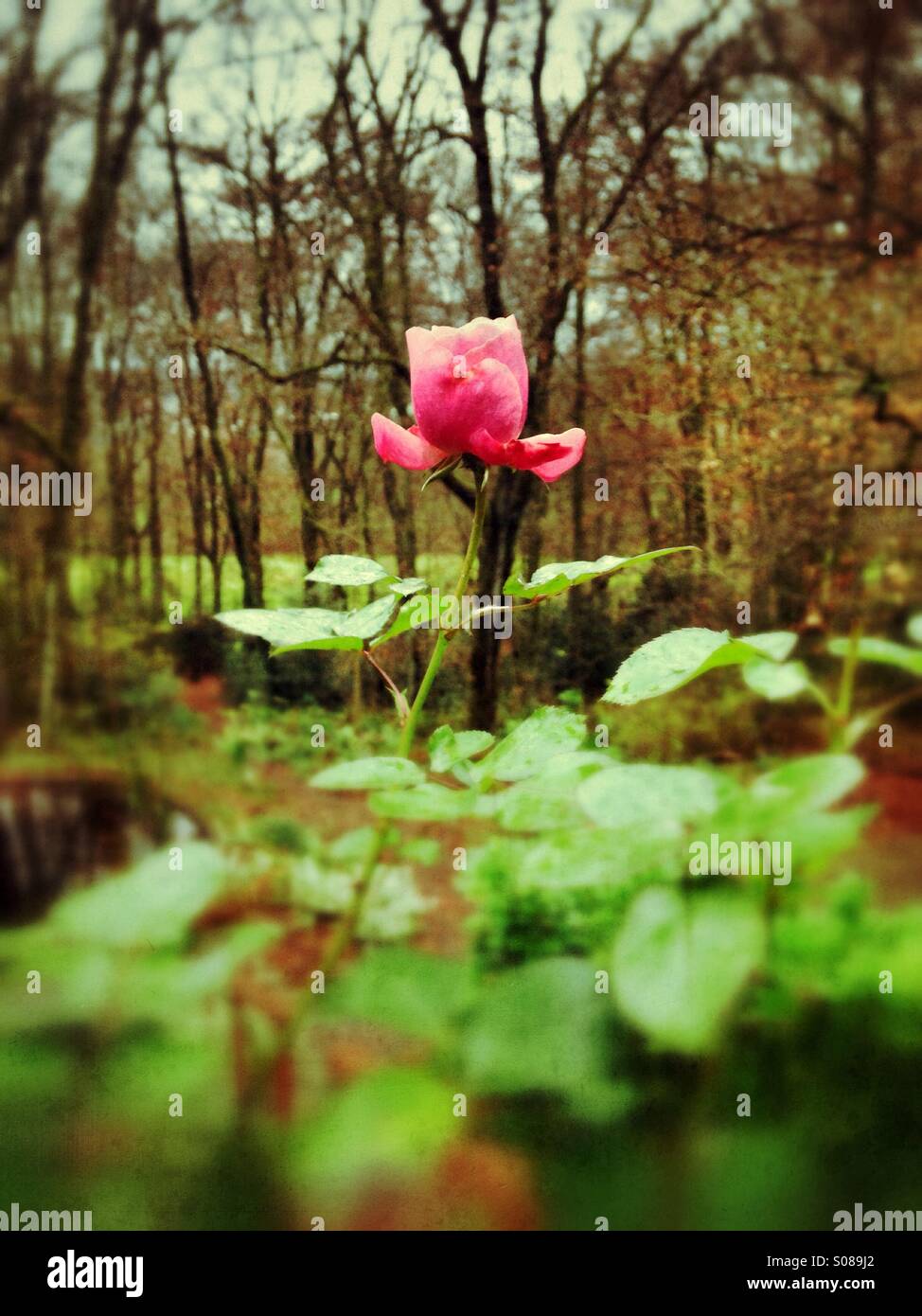 Rose forest Banque de photographies et d’images à haute résolution - Alamy