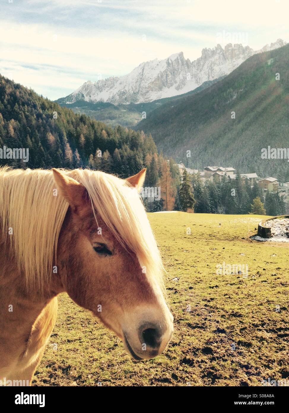 Beau cheval - Image de stock capturée avec un smartphone