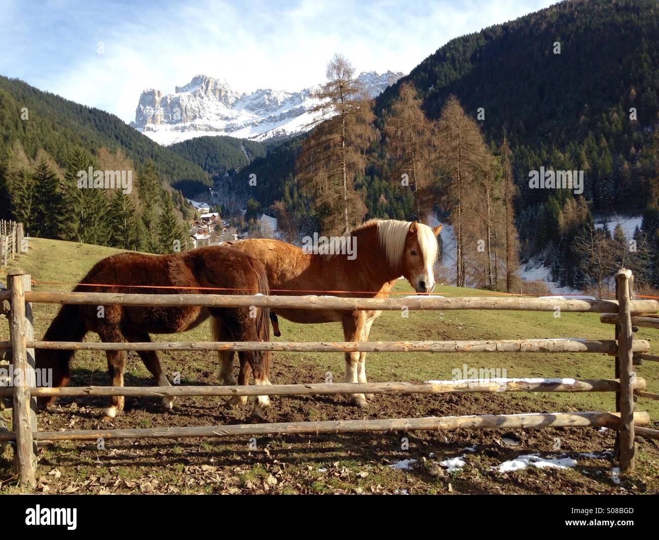 Deux beaux chevaux avec montagnes des Dolomites derrière - Image de stock capturée avec un smartphone