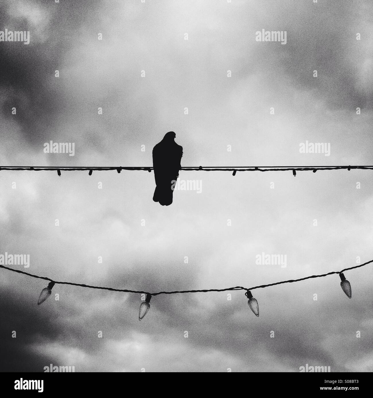 Photo en noir et blanc d'un pigeon assis sur le fil de lumières de Noël. Manhattan Beach. California USA. Banque D'Images
