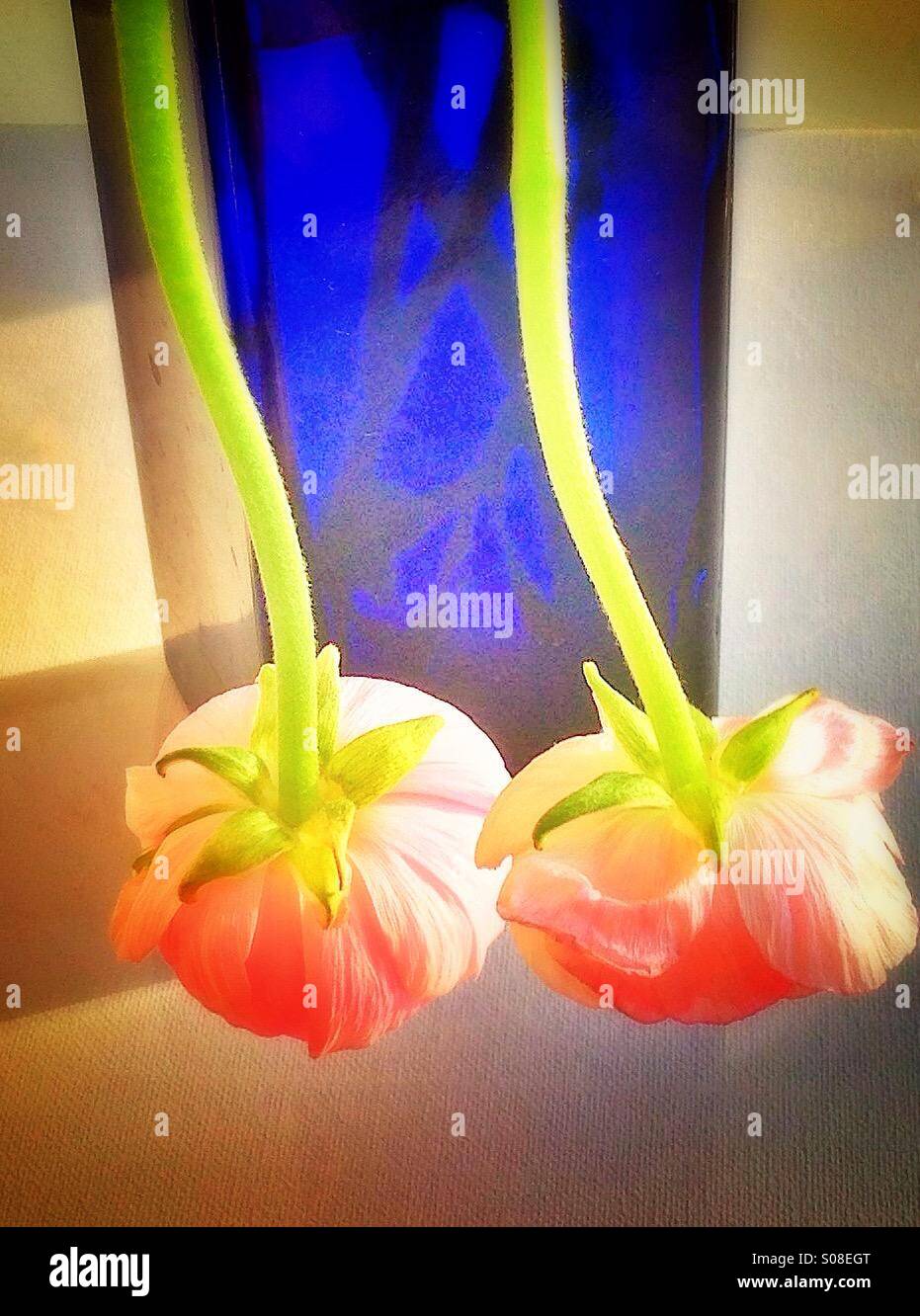 Fleurs roses - Image de stock capturée avec un smartphone