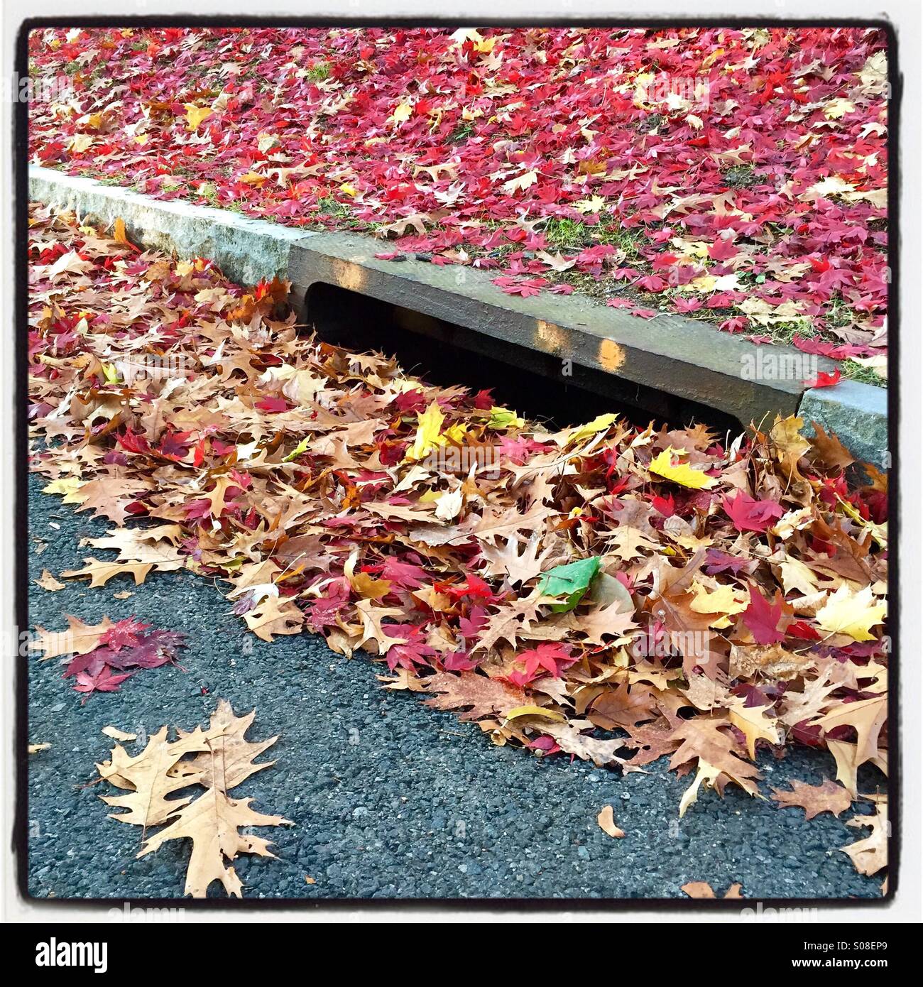 Les feuilles d'automne se rassemblent à d'eaux pluviales, le 18 novembre 2013, © Katharine Andriotis Banque D'Images