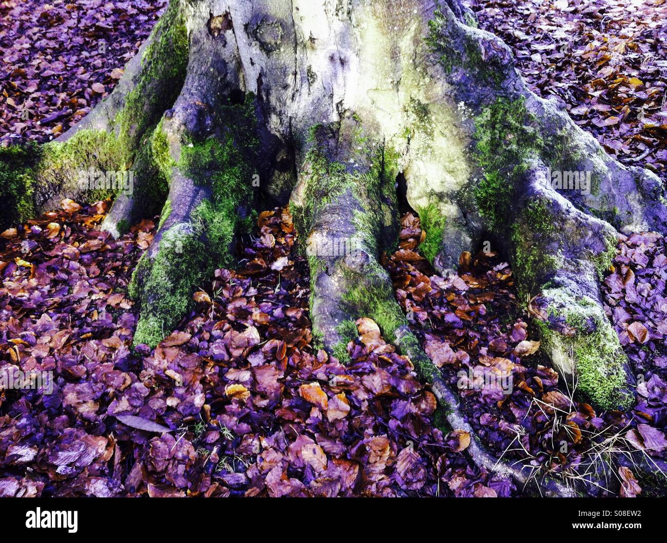 À la base des racines d'un arbre en hiver Banque D'Images