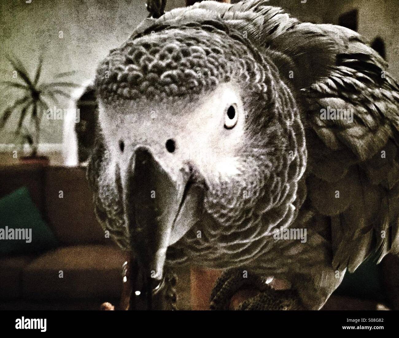 Une femelle perroquet gris d'Arican avec l'intention de comportement. - Image de stock capturée avec un smartphone Une femelle perroquet gris d'Arican avec l'intention de comportement. - Image de stock capturée avec un smartphone