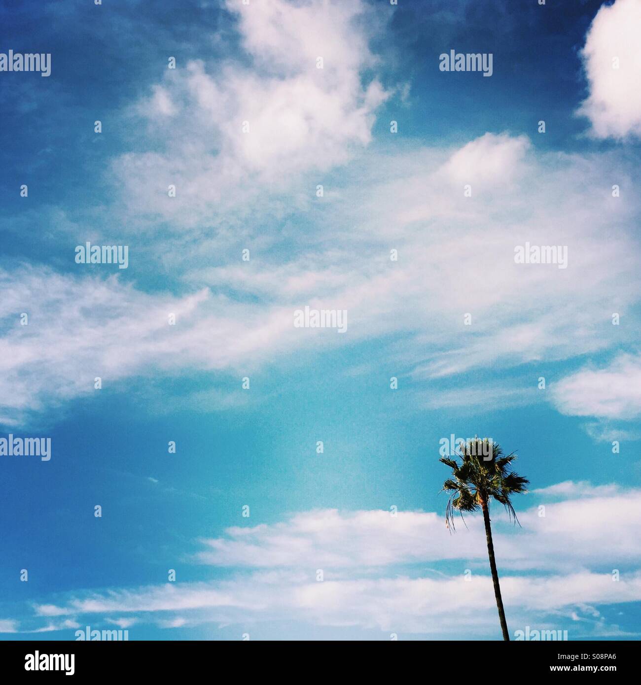 Un seul palmier et nuages Manhattan Beach, Californie, États-Unis. - Image de stock capturée avec un smartphone